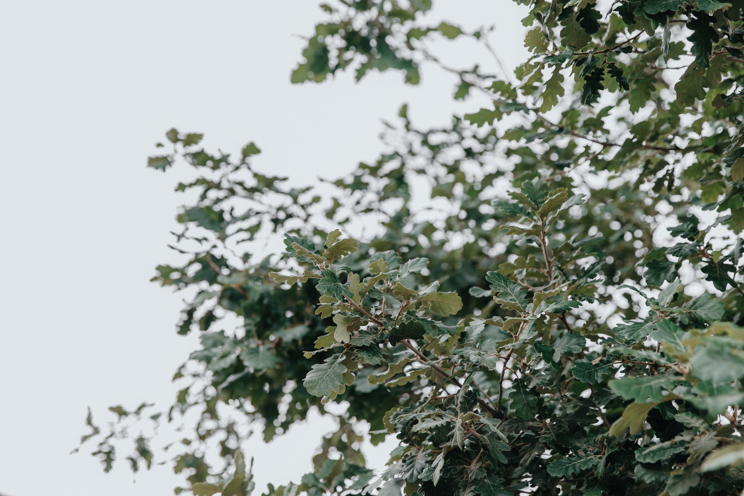 Регина и Никита. Свадебный фотограф и видеограф Когай Дмитрий и Юлия