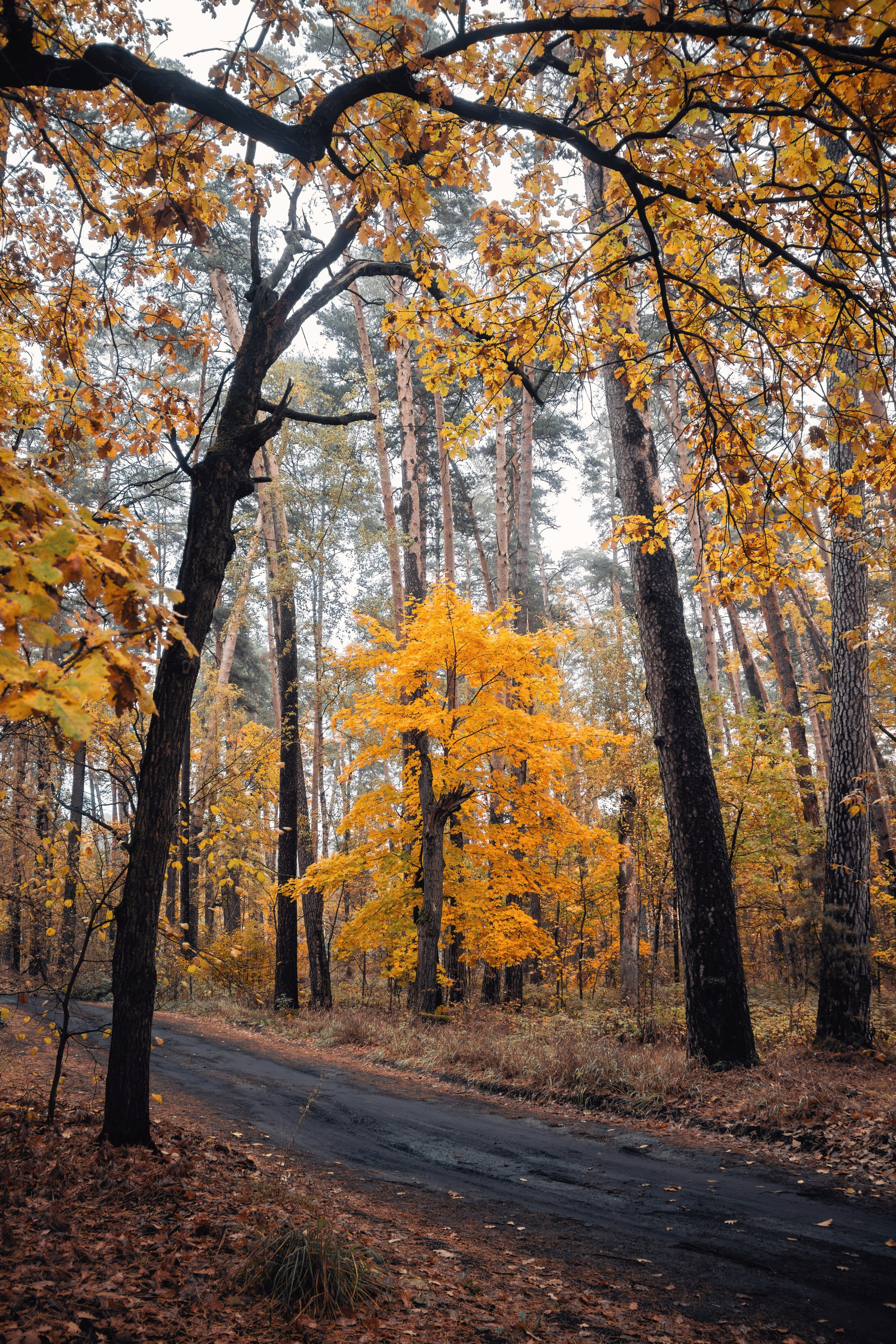 Октябрьский туман. С любовью, фотохудожник