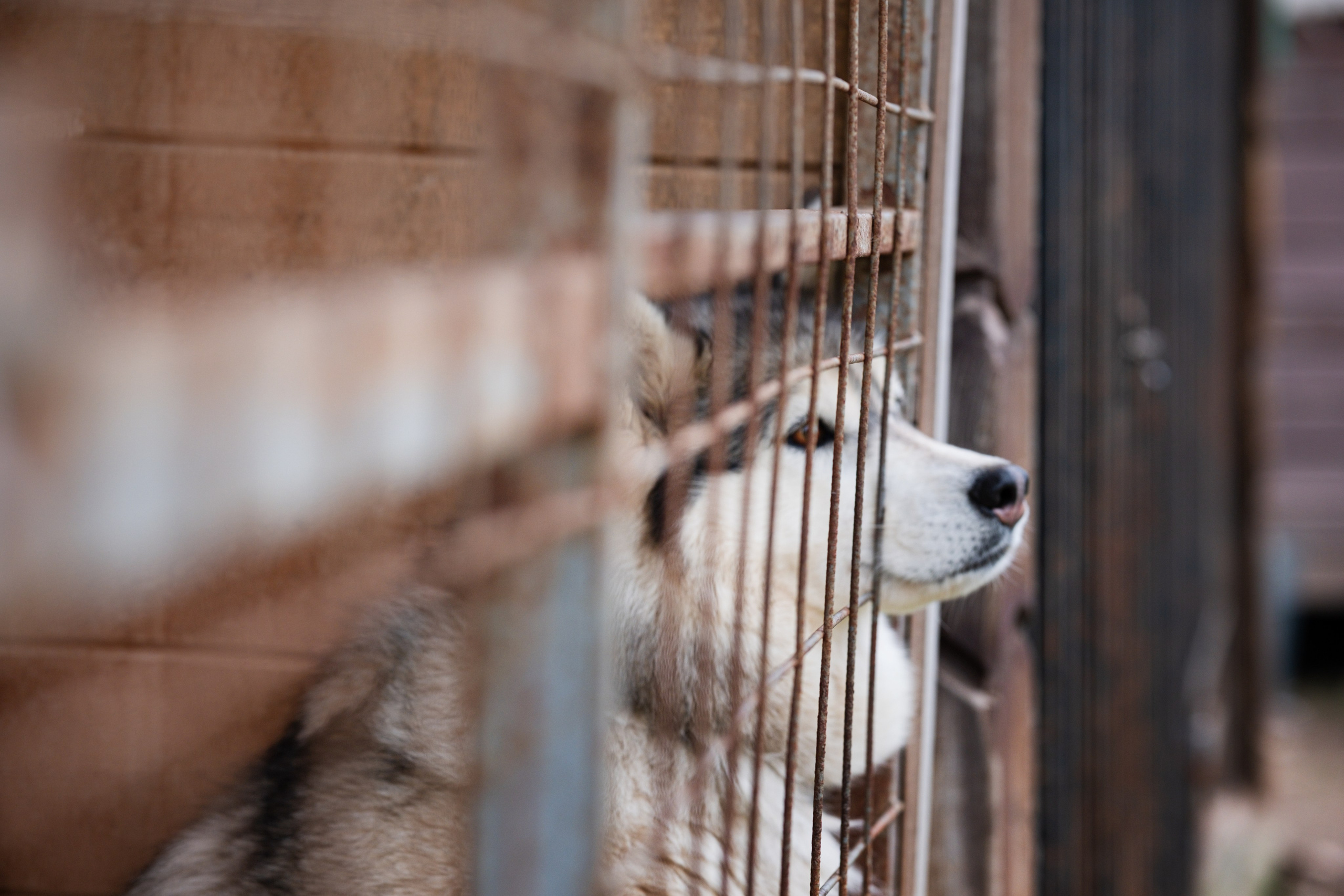 Приют Хаски. KRUTOVA_фотографирую жизнь