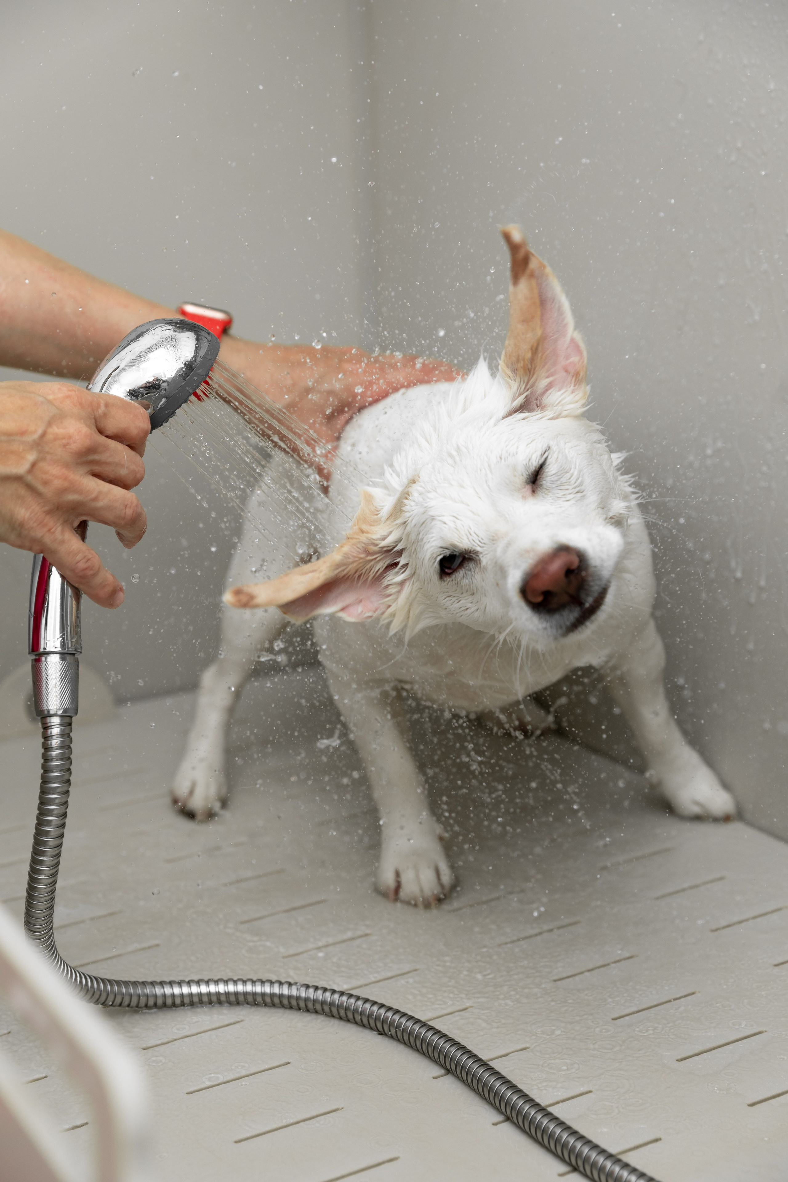 ФОТОСЪЕМКА ЖИВОТНЫХ В СУРГУТЕ