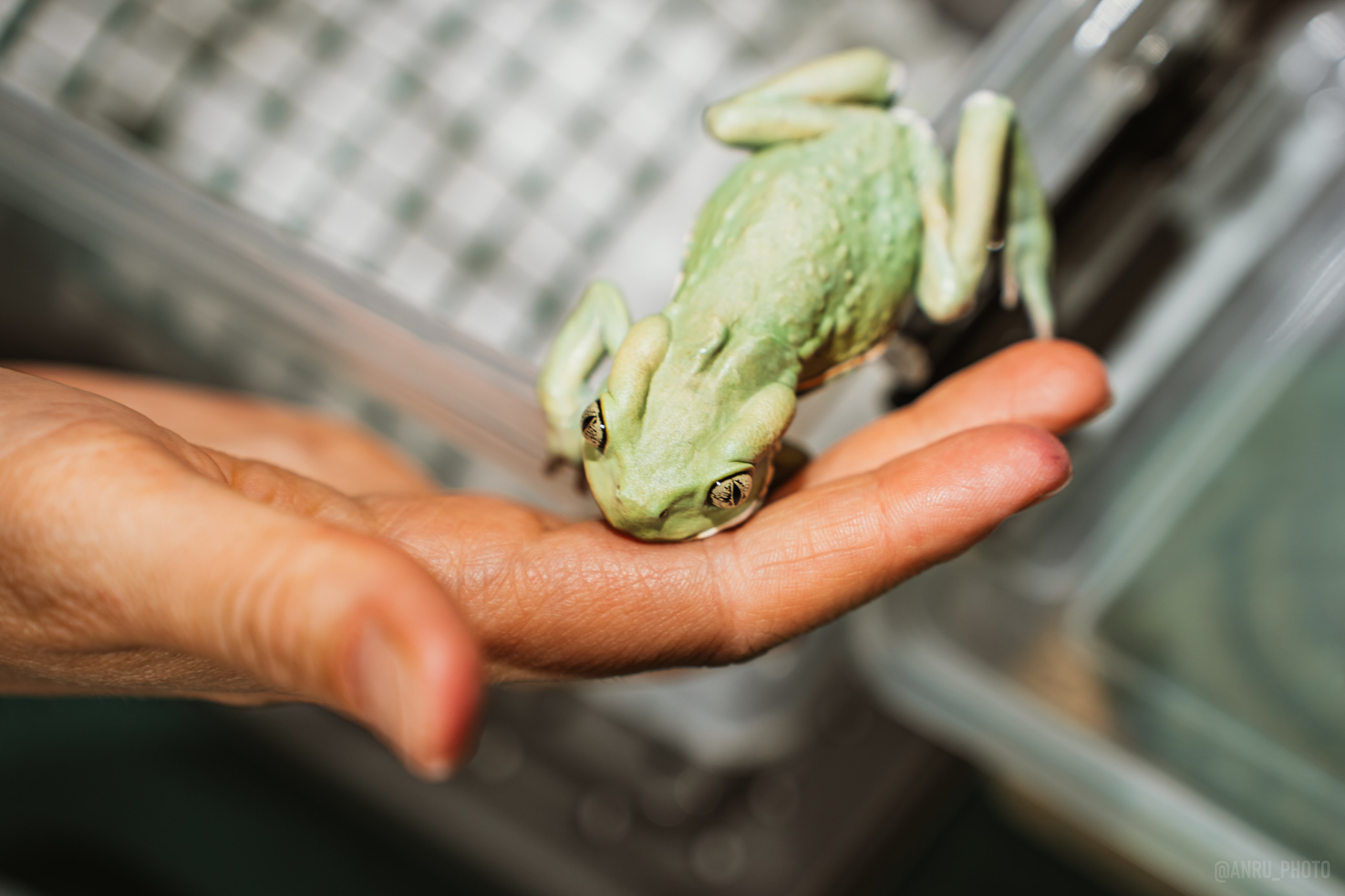 Рептилиум. Репортажный фотограф Анастасия Рубцова