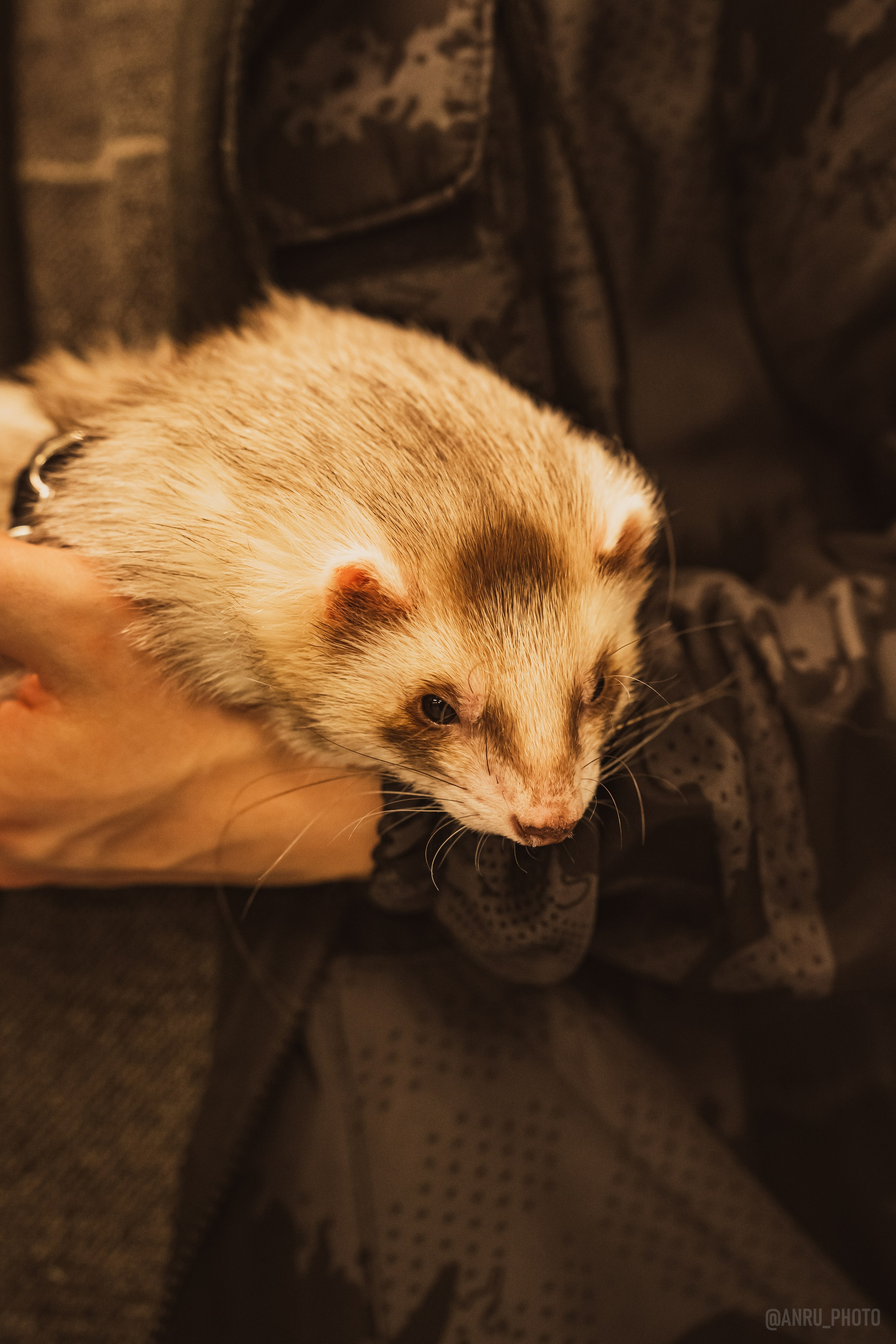 Fox Family fest. Репортажный фотограф Анастасия Рубцова