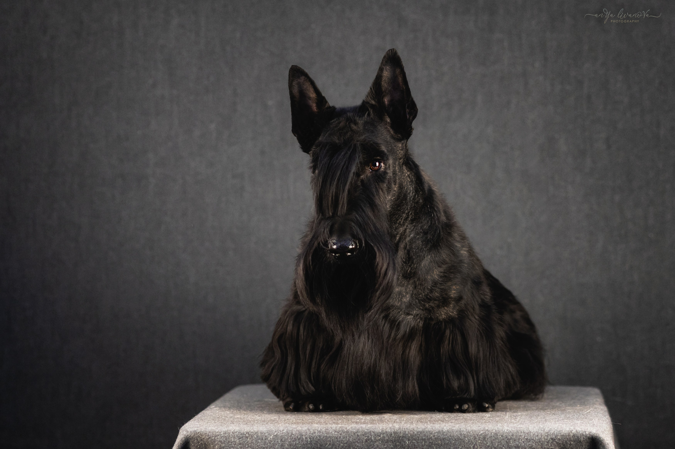 Фант. Фотограф анималист Аня Ливанова | Рыбинск