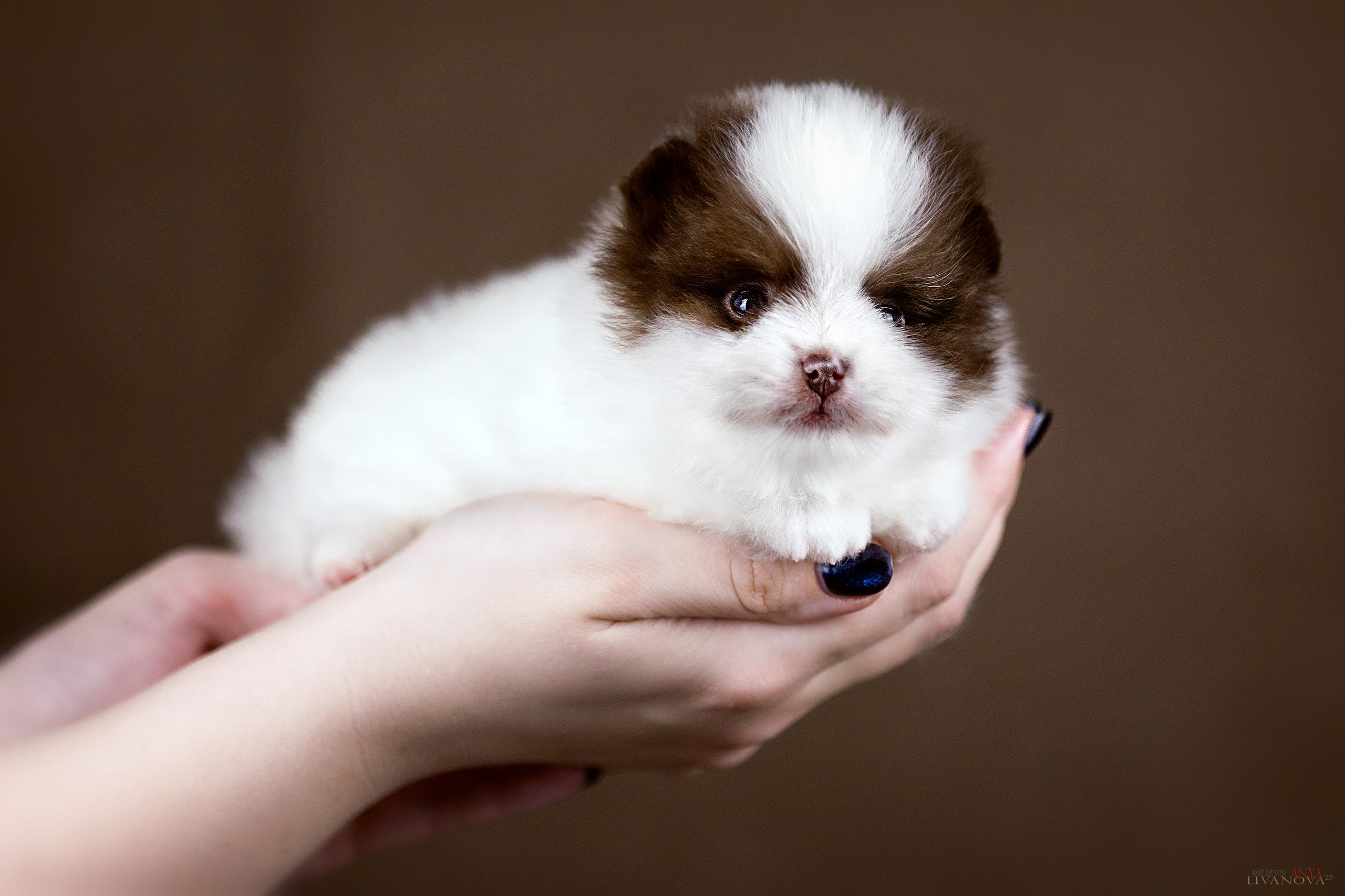 Шпицы. Фотограф анималист Аня Ливанова | Рыбинск