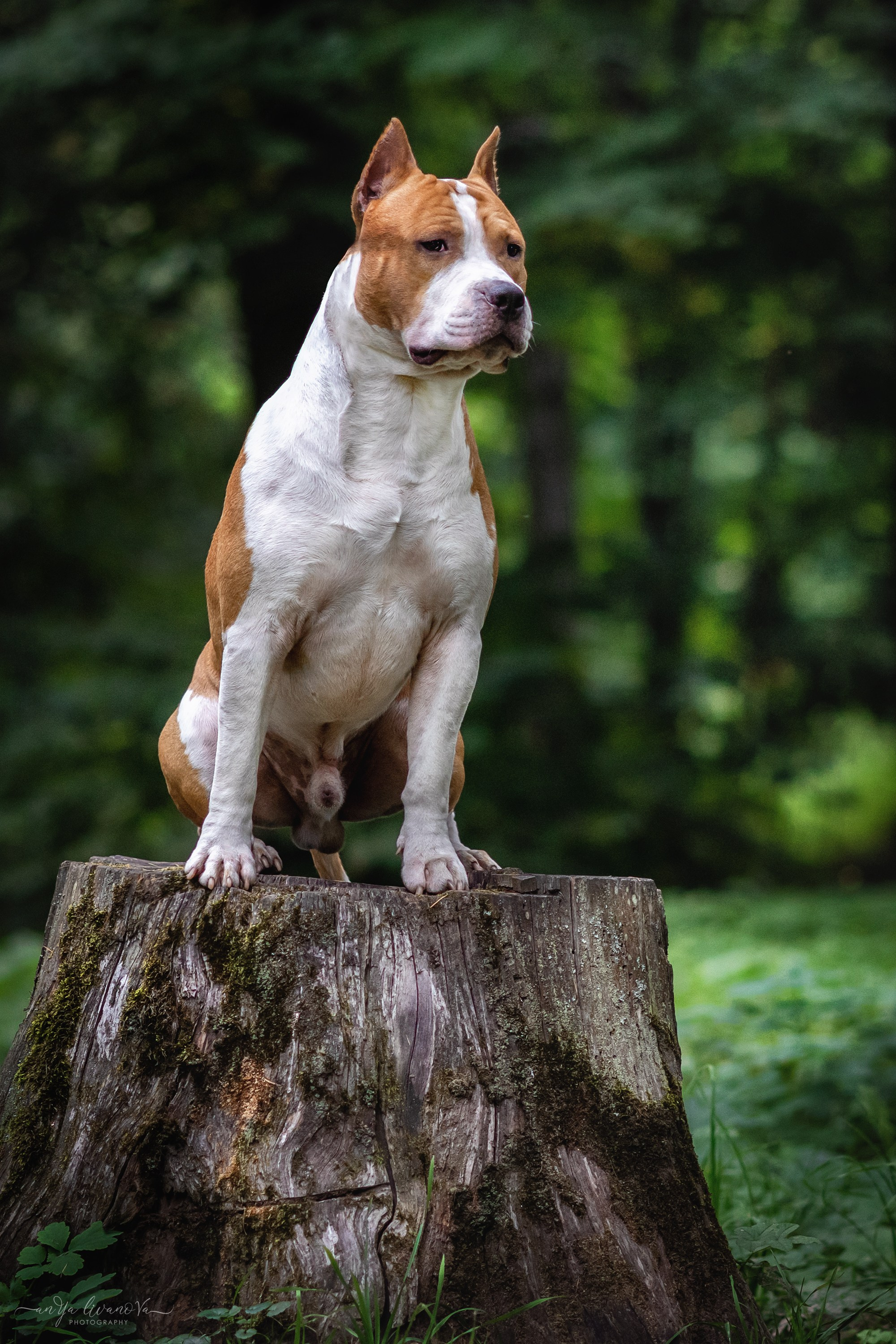 Винт и Дея. Фотограф анималист Аня Ливанова | Рыбинск
