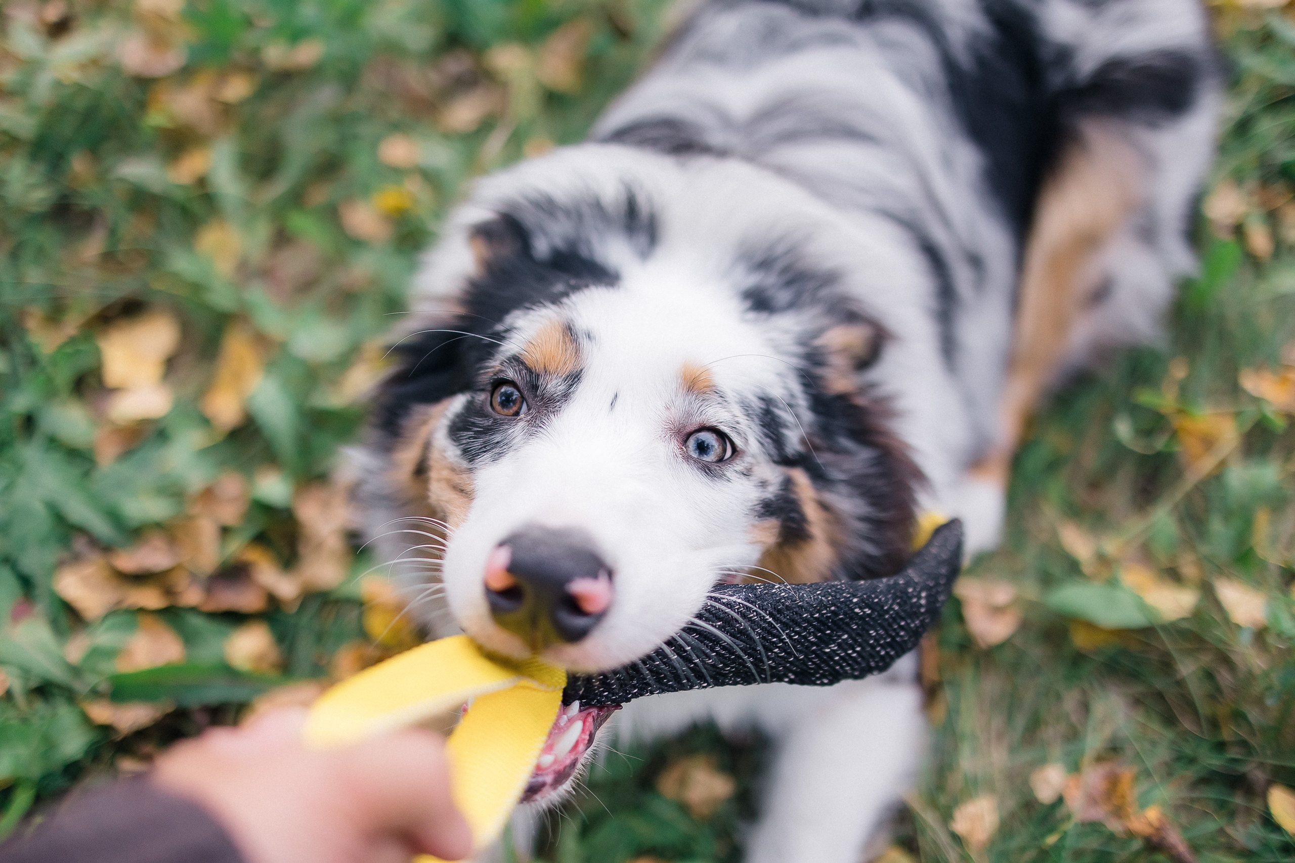 Аусси Дэймон. Свадебный и женский фотограф