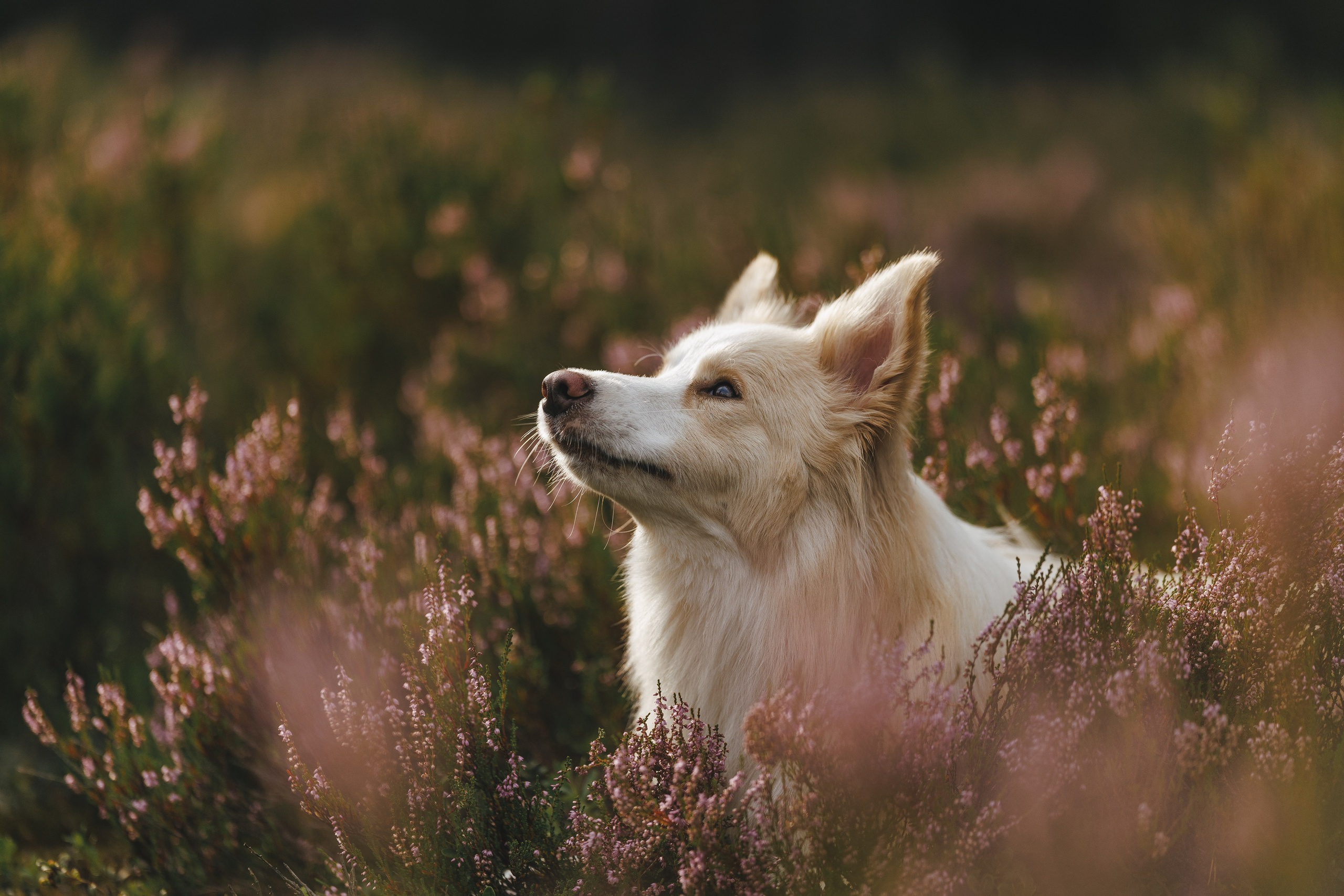На природе. Фотограф- анималист Санкт-Петербург