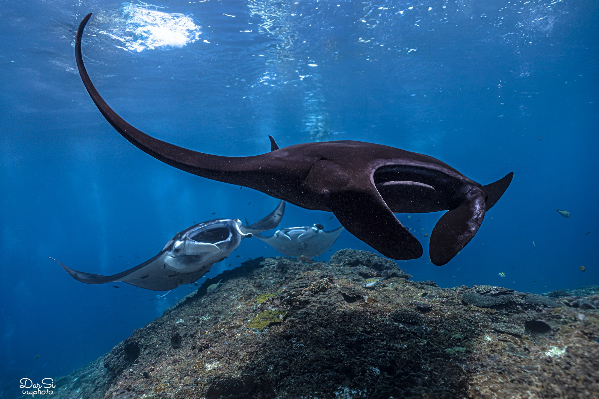 Манты. Подводный фотограф на Филиппинах Синицина Дарья