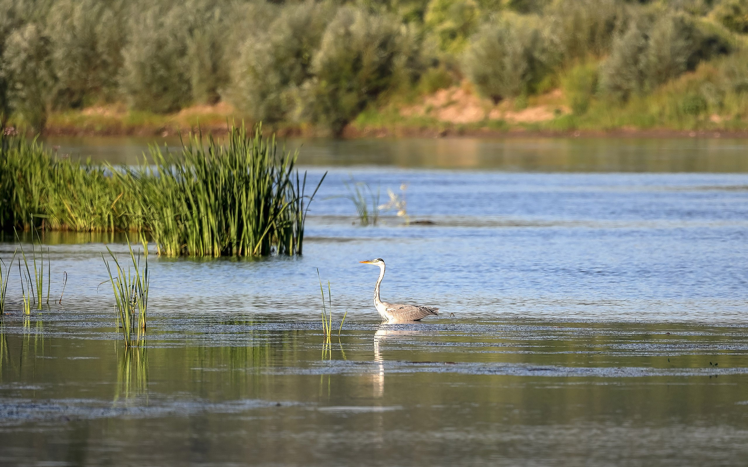 Серая цапля на реке