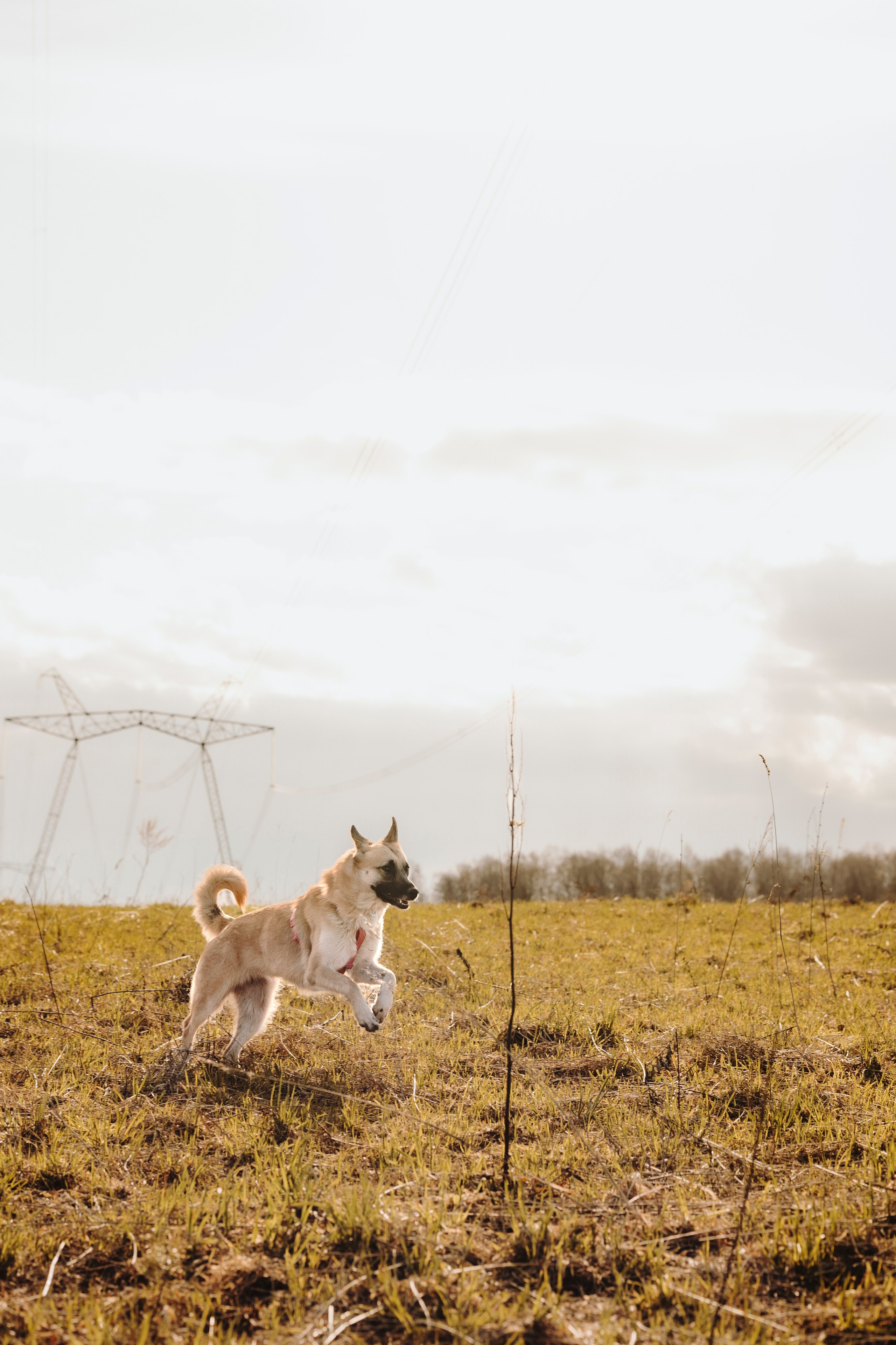 Смена в «DogCamp». Анастасия Белаш