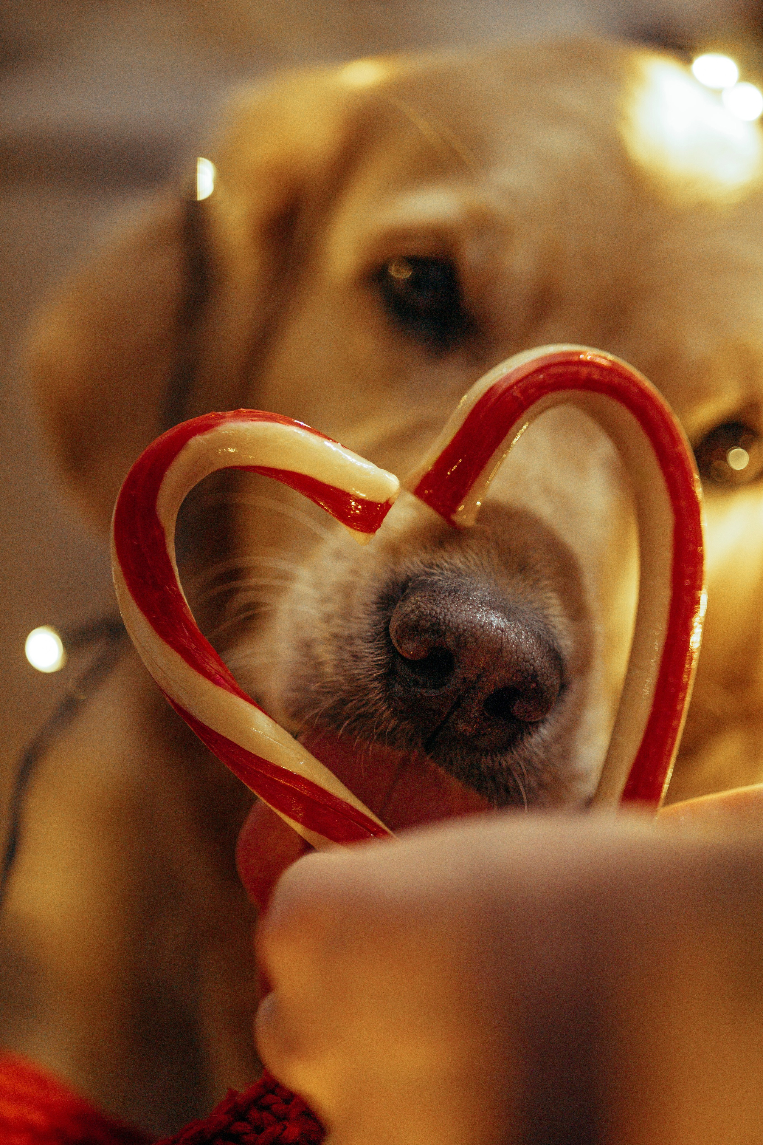Новогодняя съемка с собакой. Анастасия Белаш