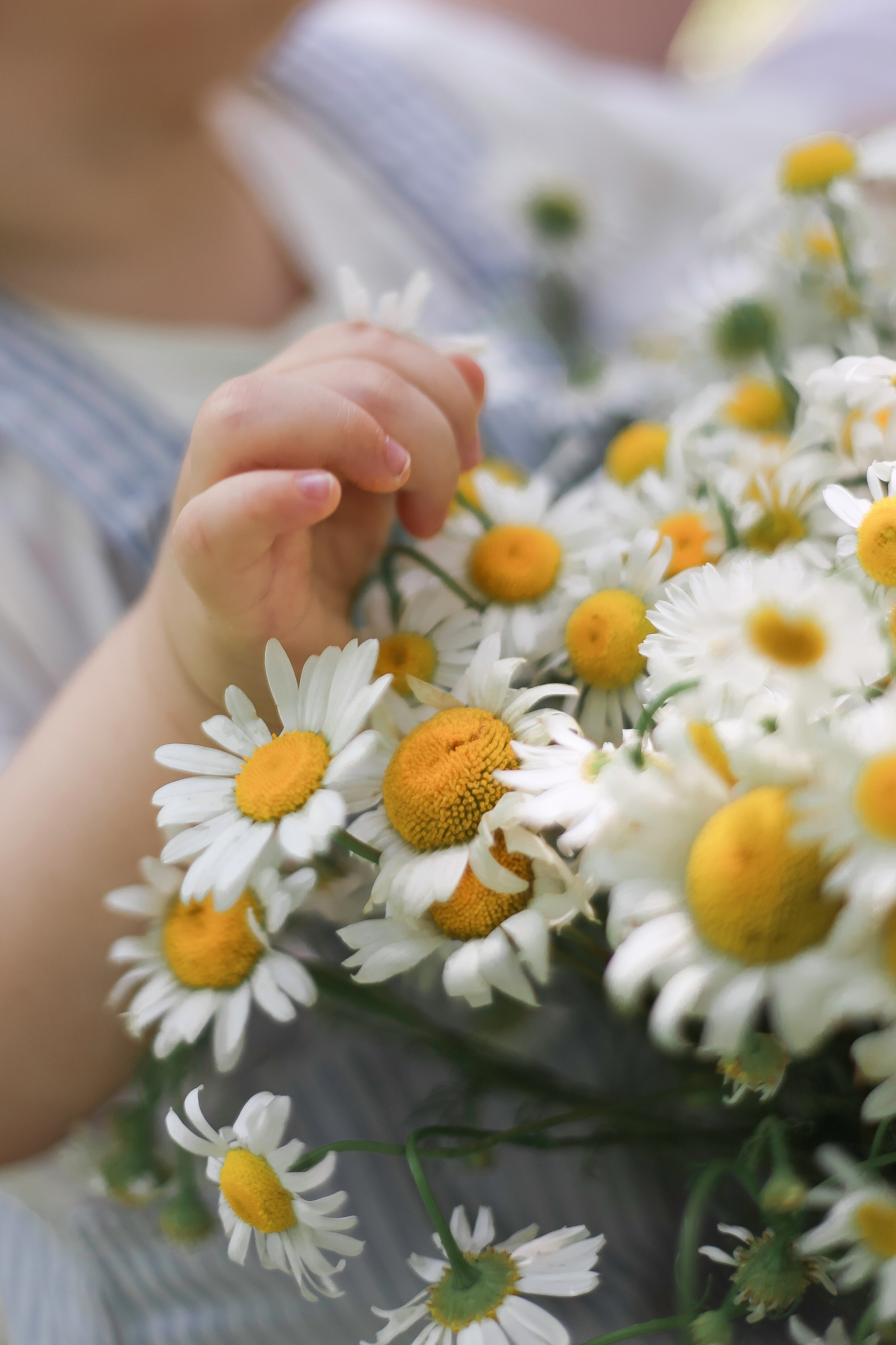Годик с ромашками. Семейный и детский фотограф в Перми Ольга Кошелева