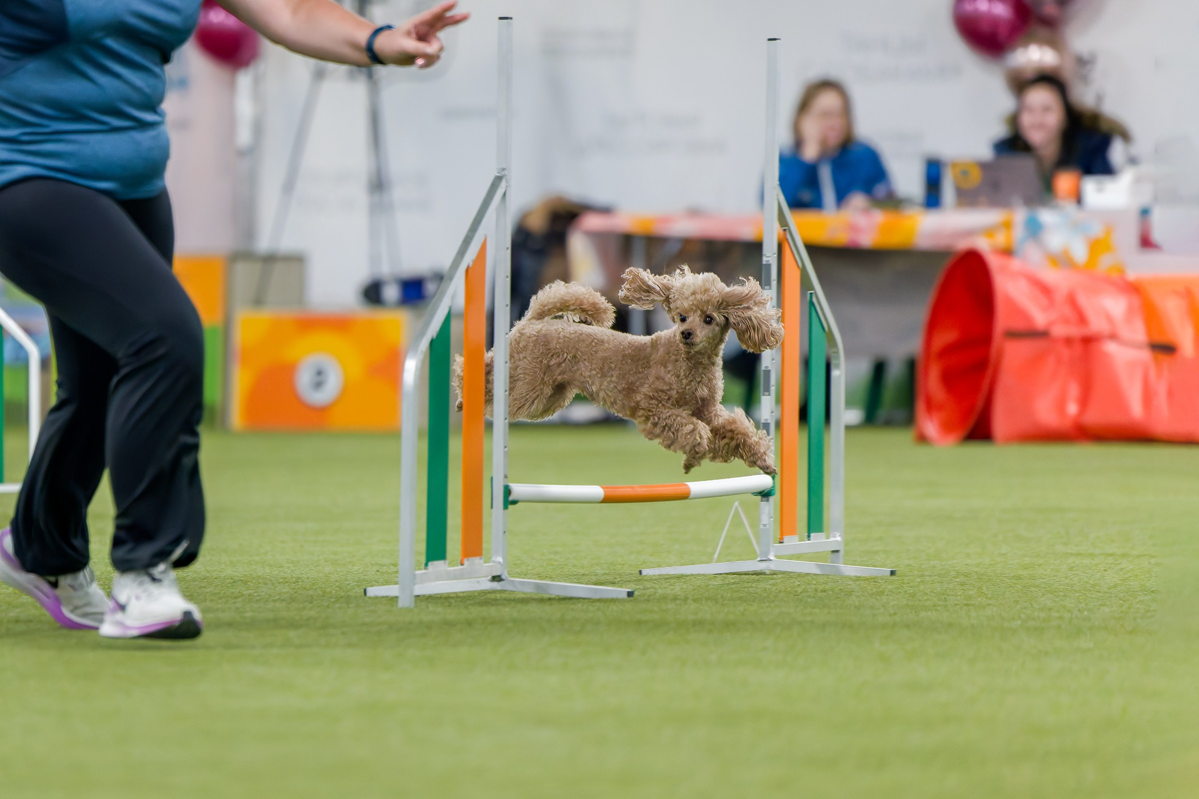День рождения Пёсбурга — февраль 2025. Irenephoto.ru