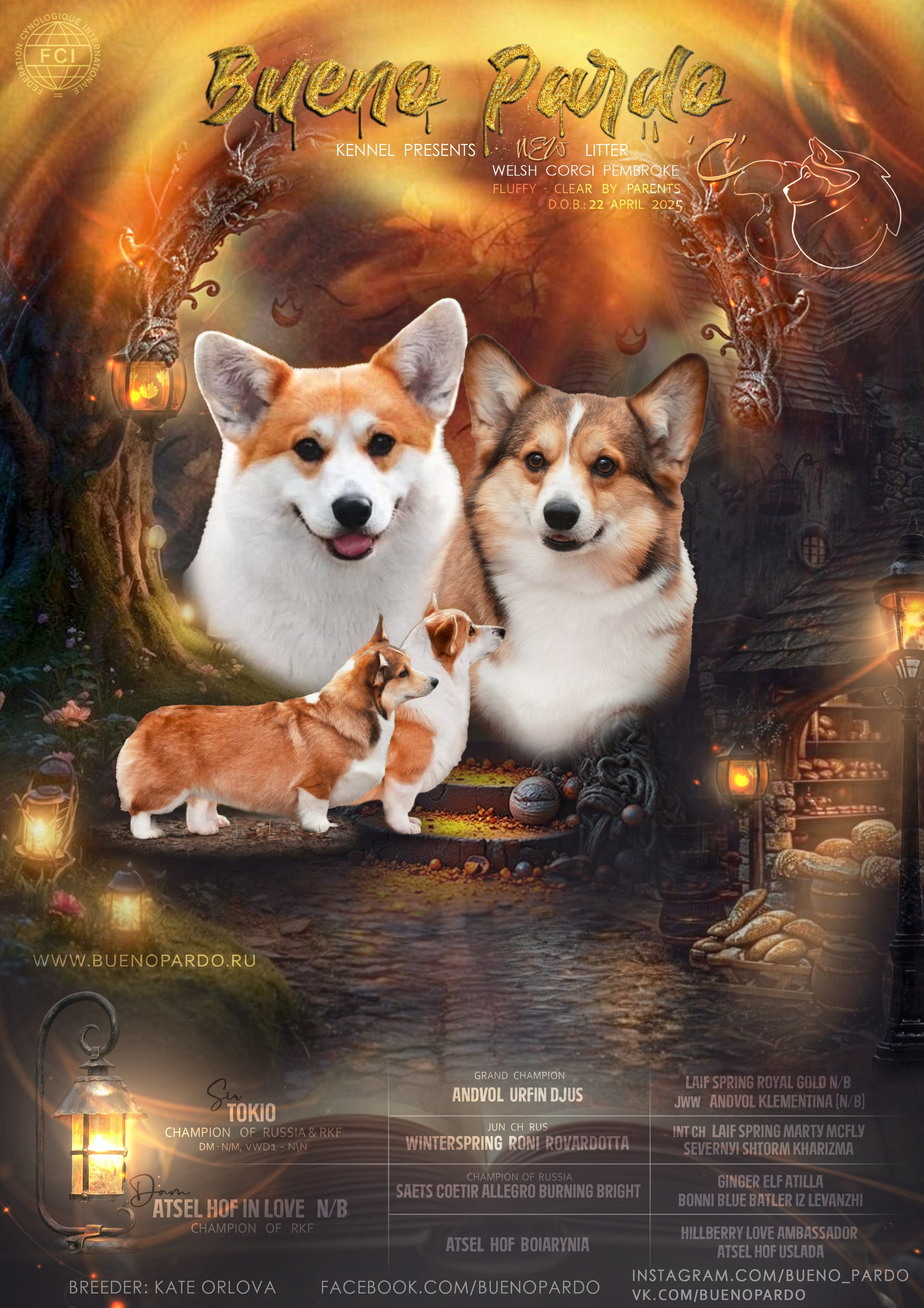 Щенки вельш корги пемброк из питомника. Питомник собак Акита, Хаски, Корги