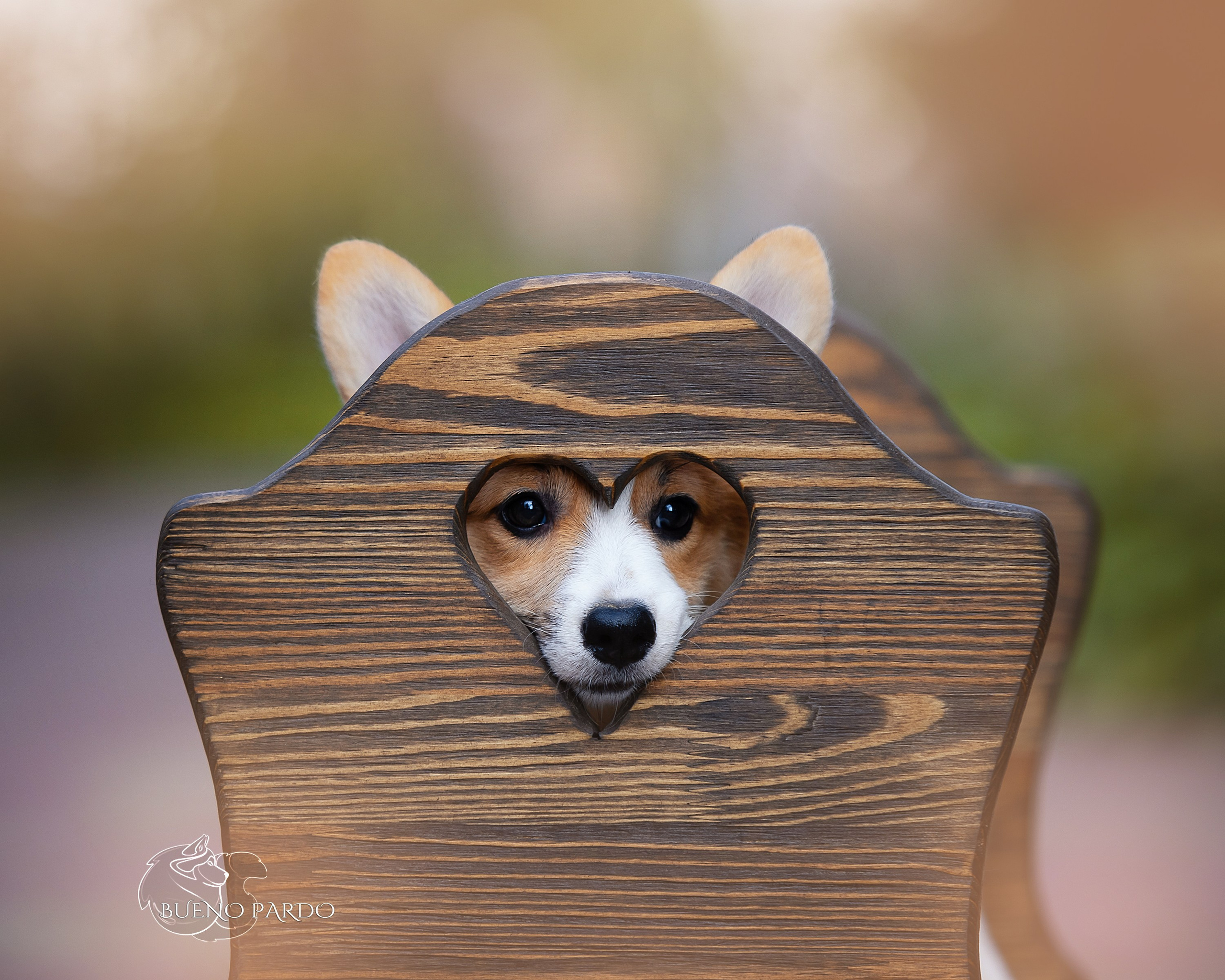 Щенки вельш корги пемброк из питомника. Питомник собак Акита, Хаски, Корги