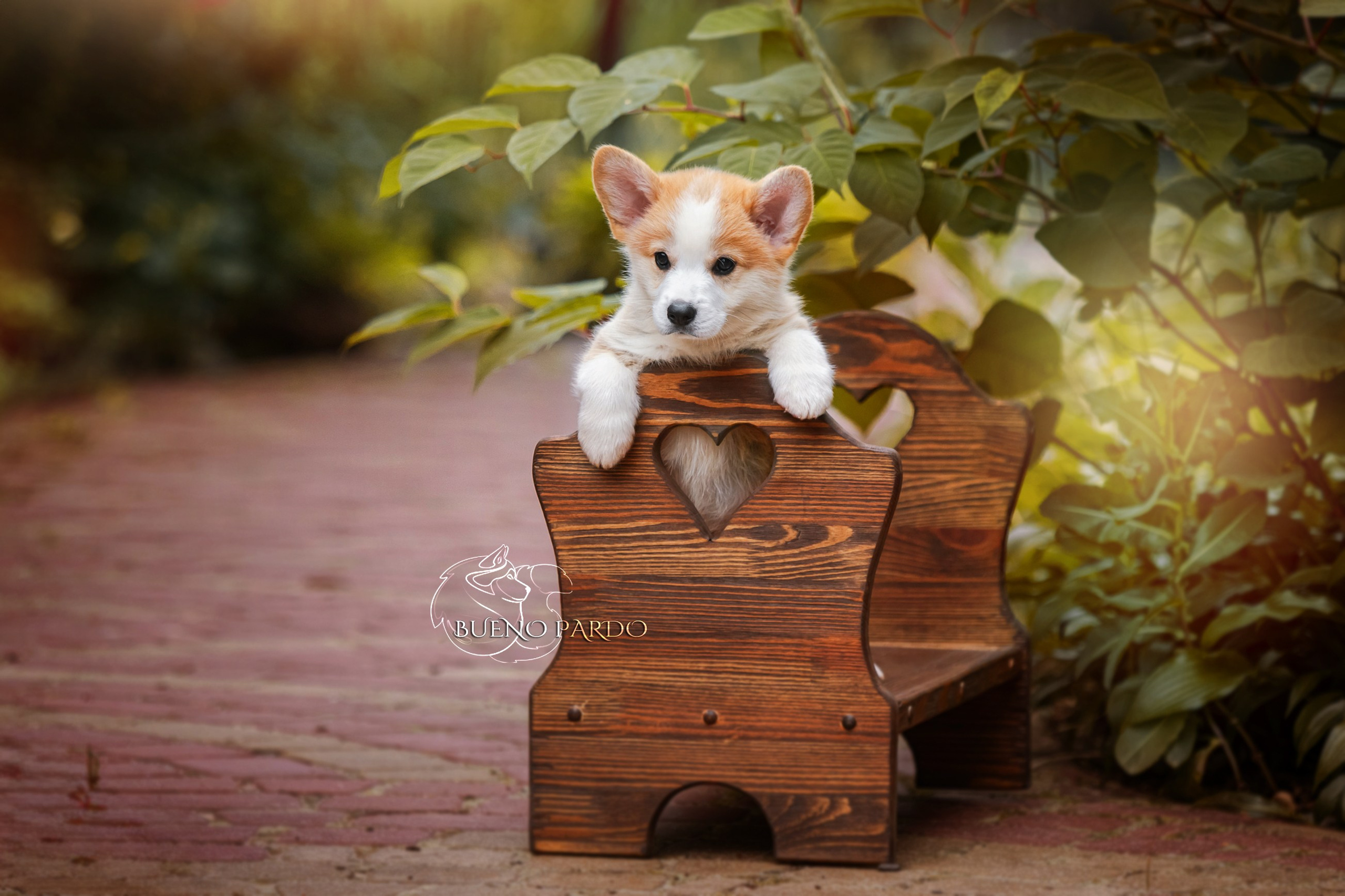 Щенки вельш корги пемброк из питомника. Питомник собак Акита, Хаски, Корги