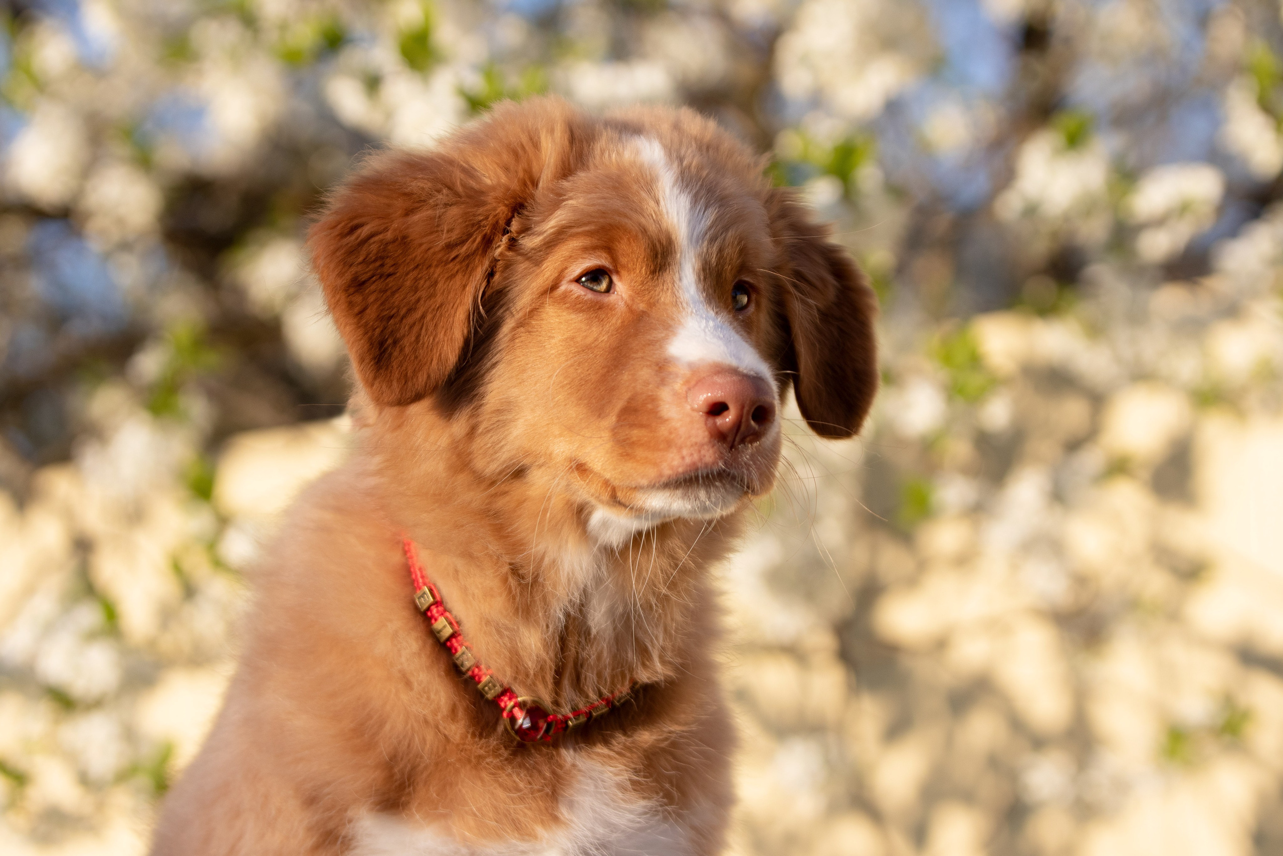 Новошотландский ретривер. Юлия Микульская. Рыбинск