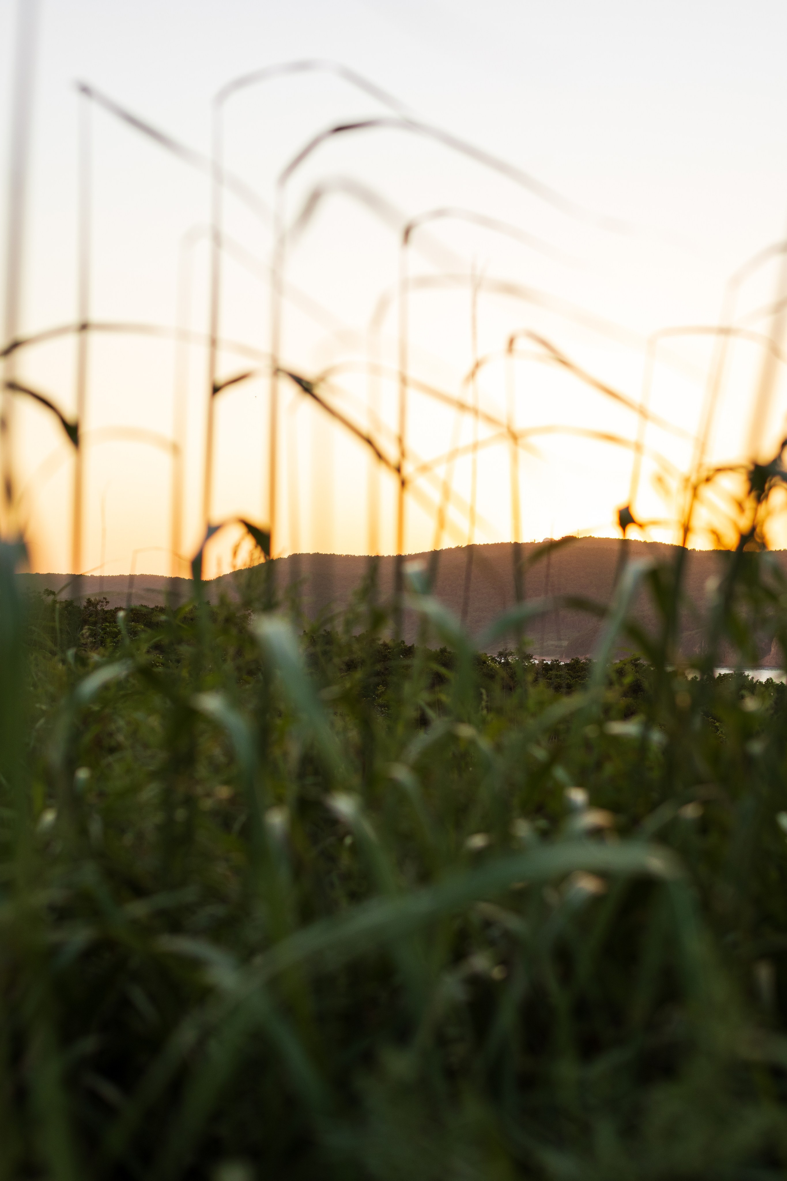 Летний вечер. Константин Кириченко