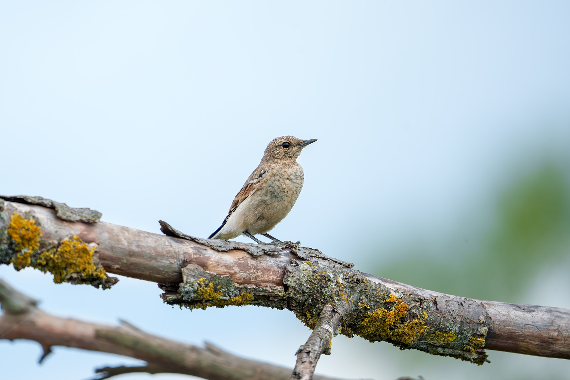 Удивительные мир птиц. Вокруг нас столько прекрасного — присмотритесь!. Ваш личный фотограф Марина Волкова
