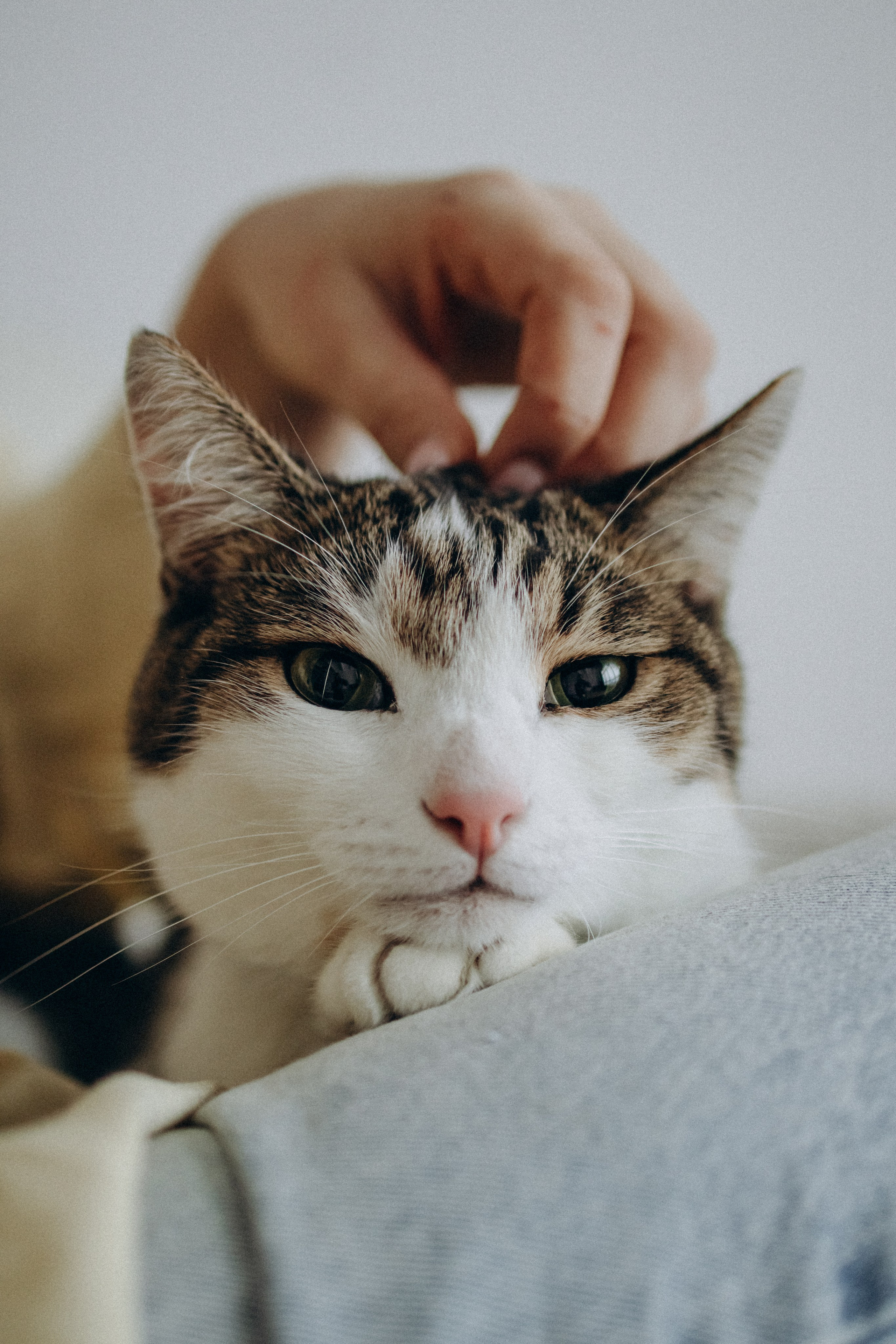 Ксюша и Яша. Фотораф — анималист Мария Шистка