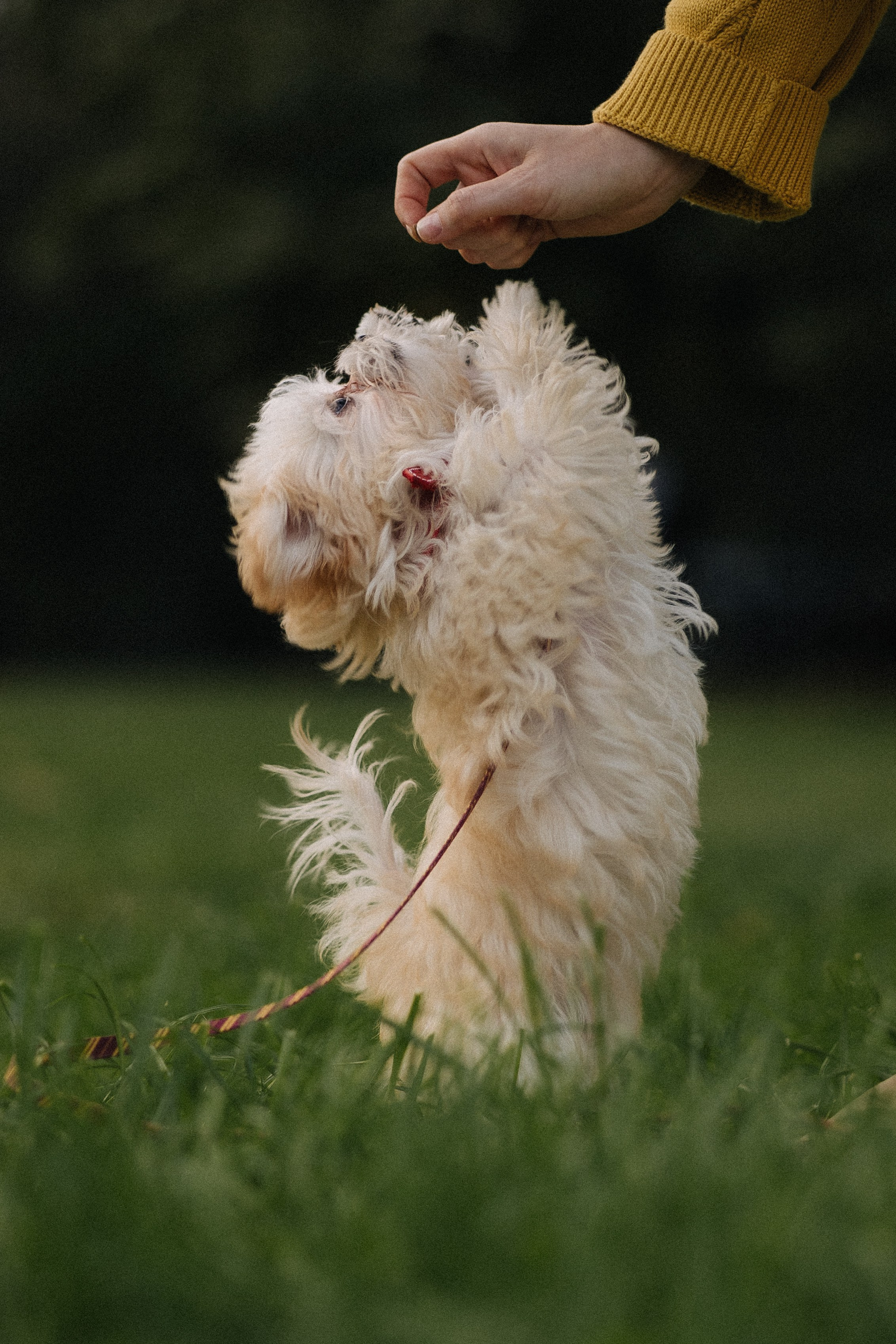 Оля и Бри. Фотораф — анималист Мария Шистка