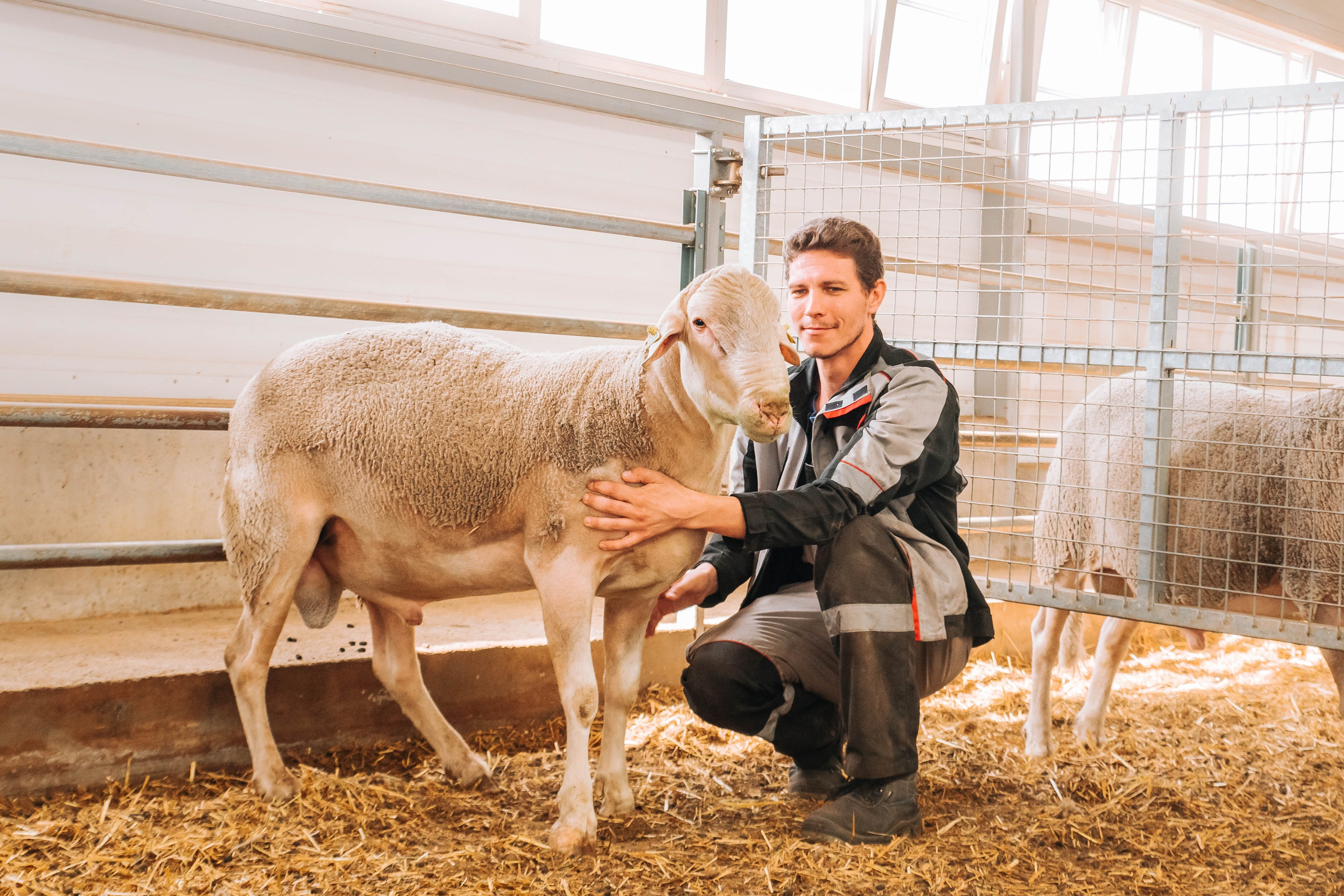 Овечья Ферма. Агрокурьер Красный Яр. Главная