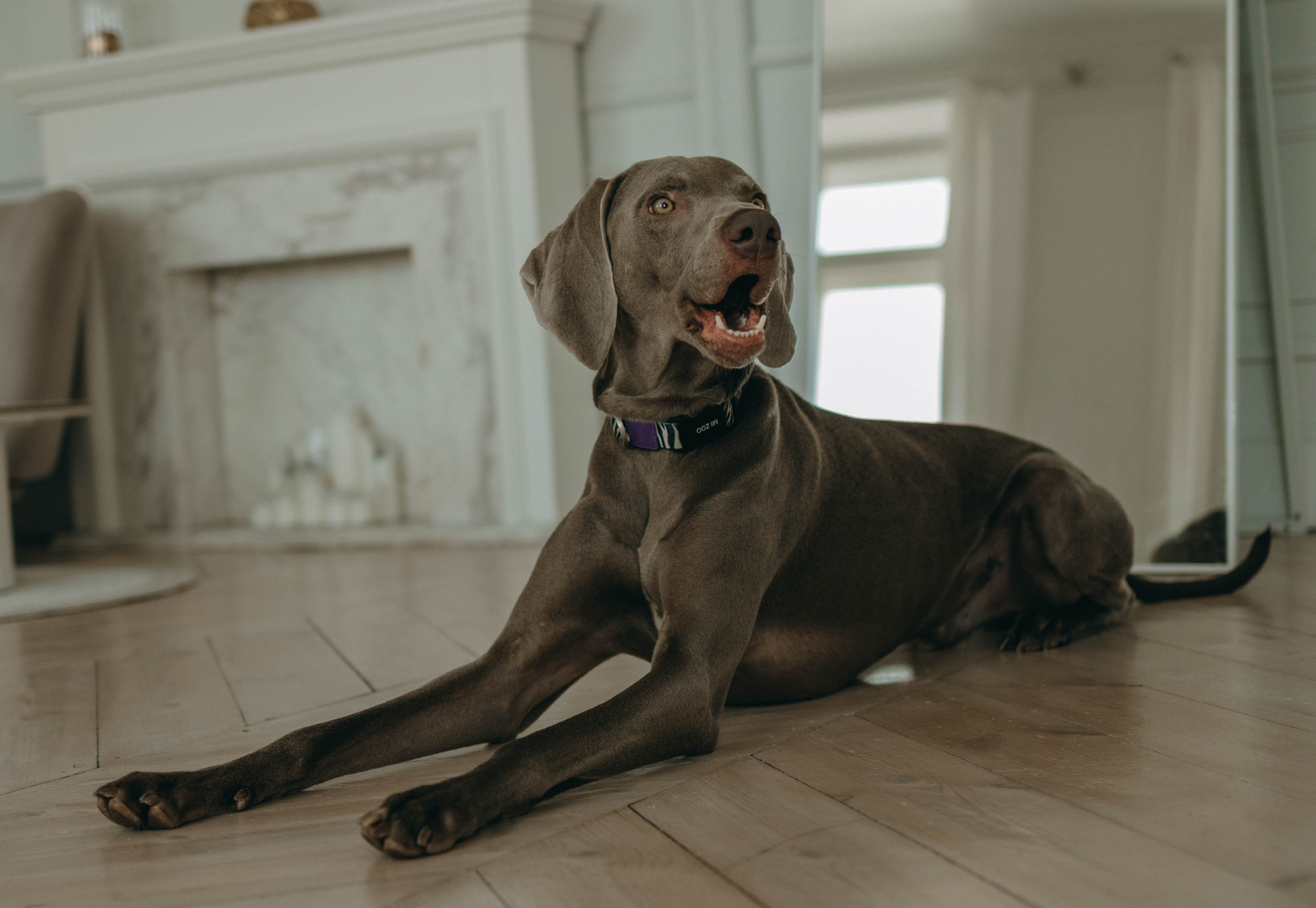 Фотосессия в студии с собакой. Фотограф-анималист в Екатеринбурге | Кристина