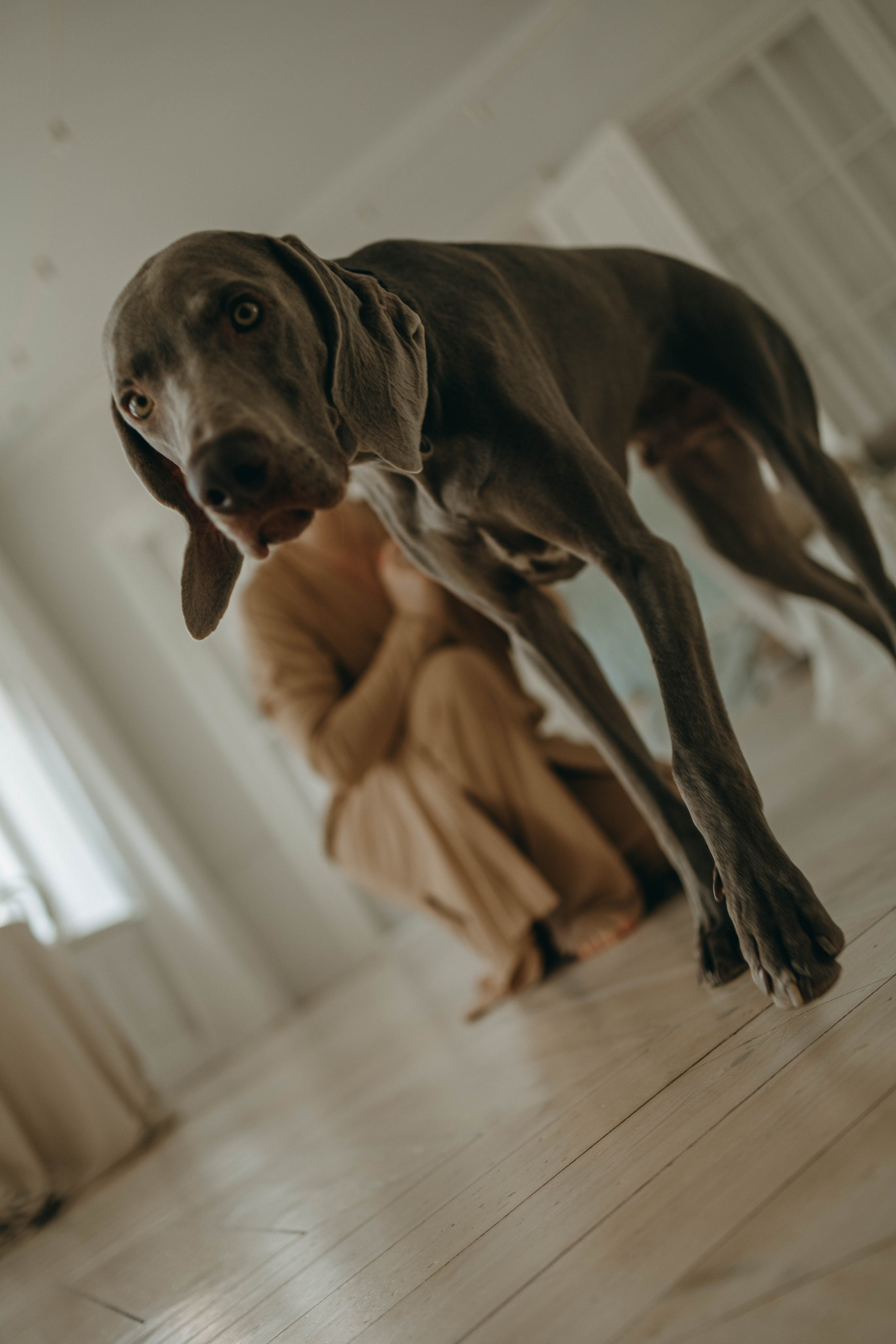 Фотосессия в студии с собакой. Фотограф-анималист в Екатеринбурге | Кристина