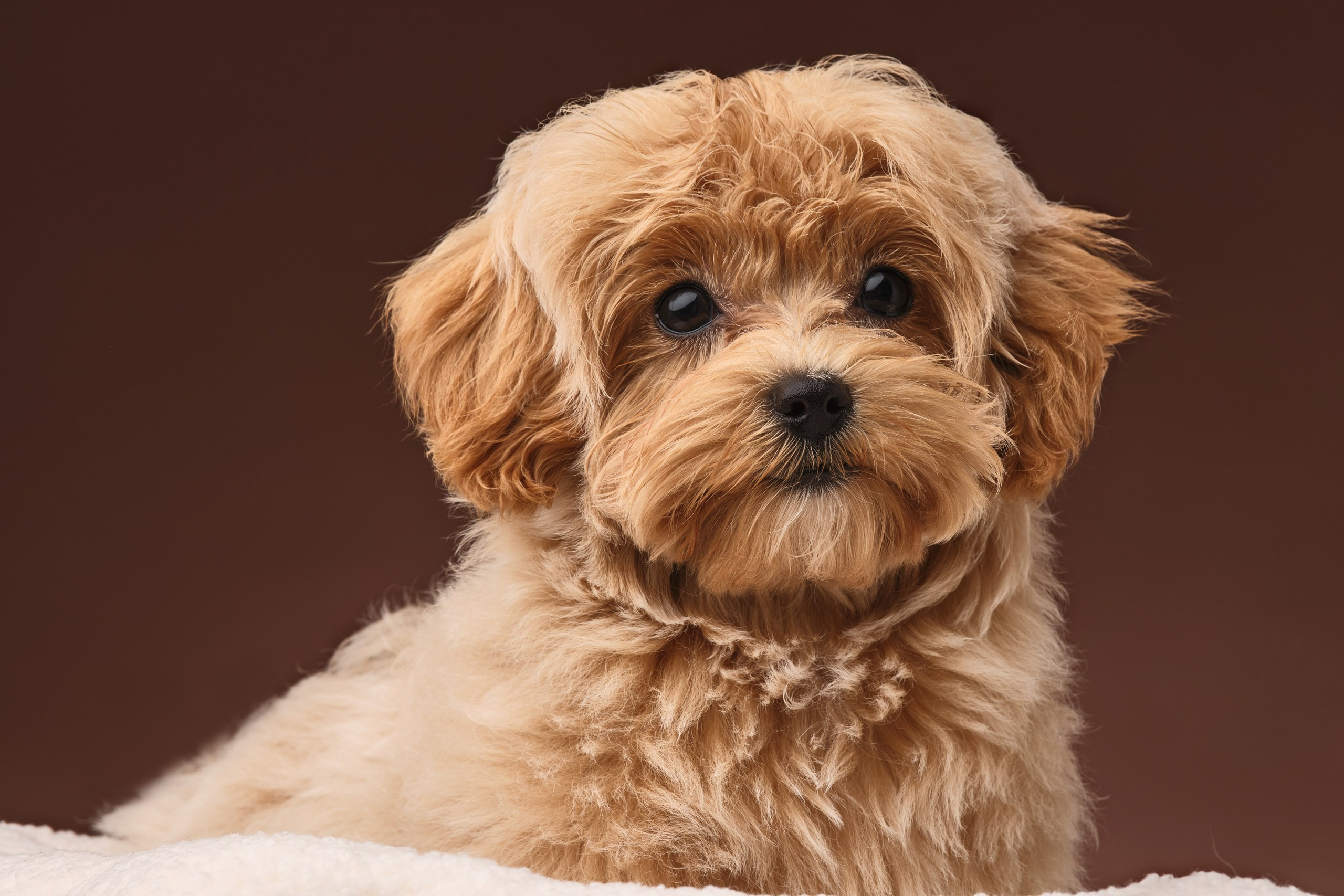 Фото с животными альбом. Фотограф в Москве — Галунина Кристина