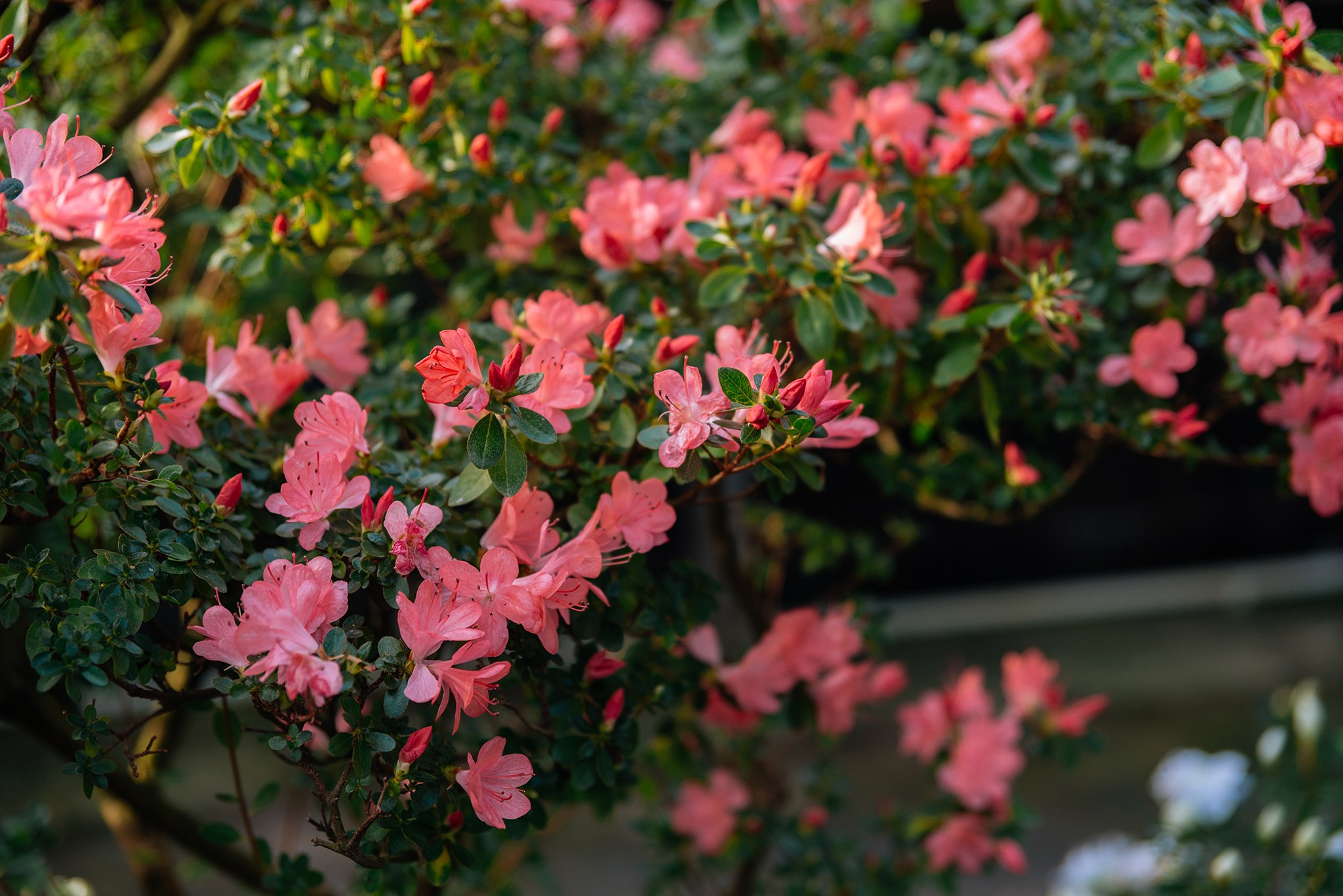 Ботанический сад. Субтропический маршрут. Март 26. Репортажный фотограф в Санкт-Петербурге Анастасия Клёпова