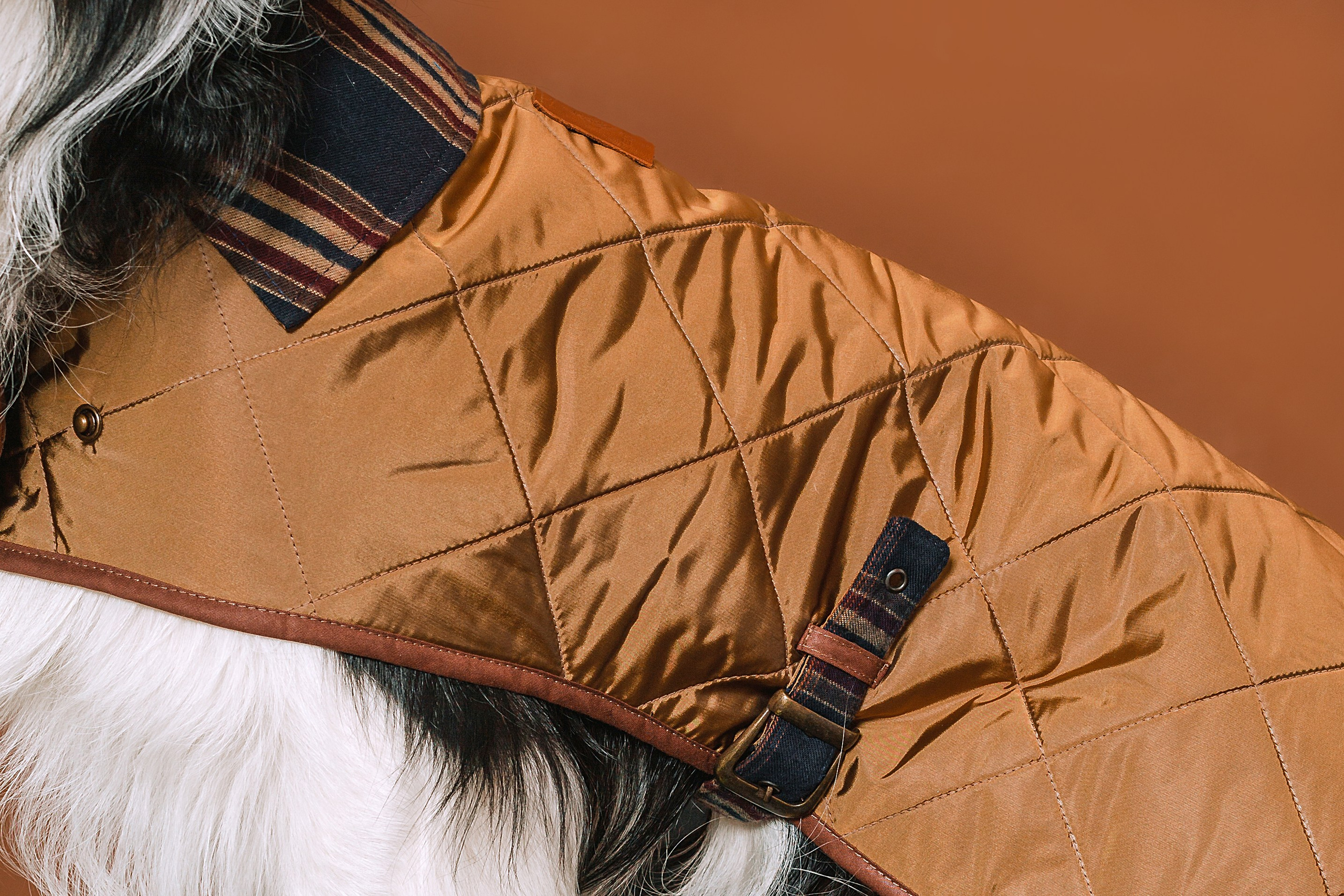 Съемка для бренда TEDDYBOY. Фотограф-анималист Татьяна Степанова