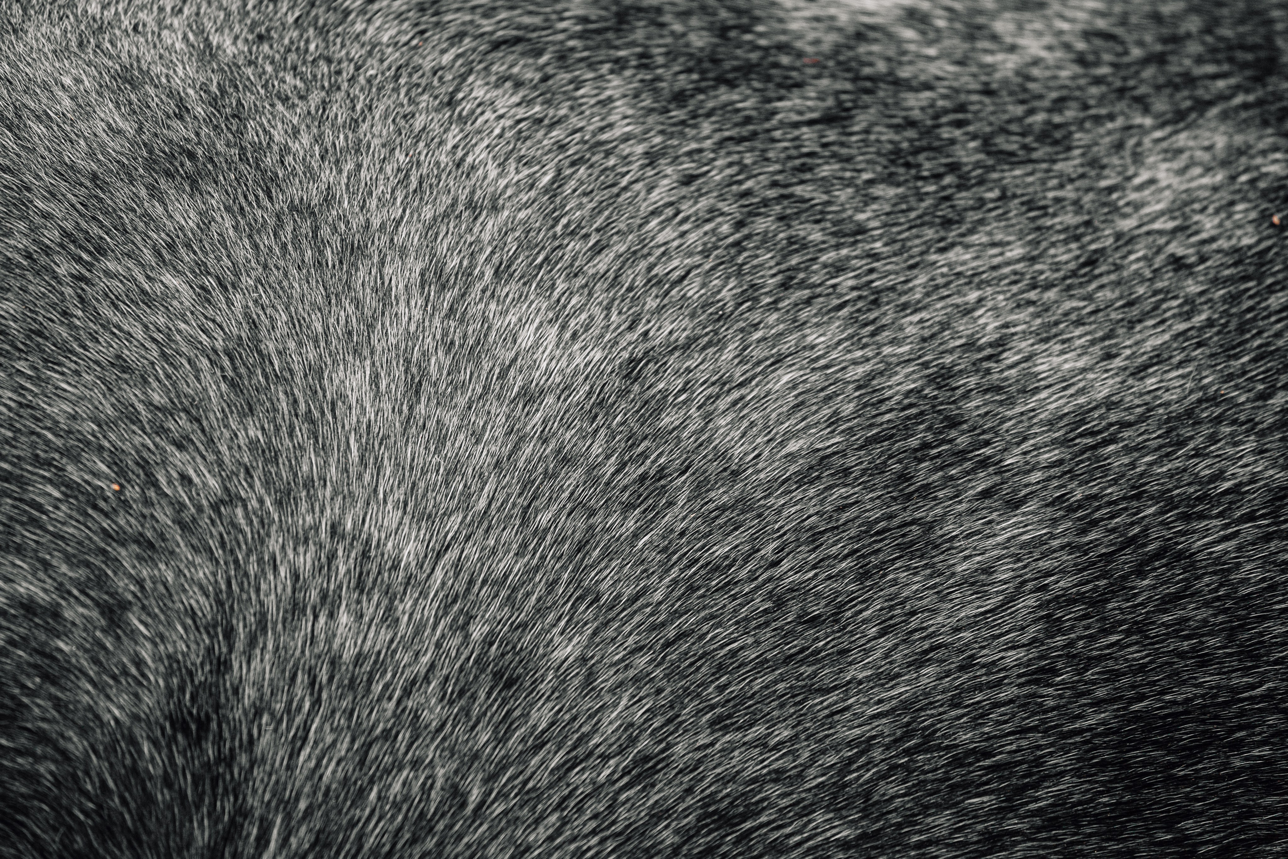 Аня и Джози. Фотограф-анималист Татьяна Степанова