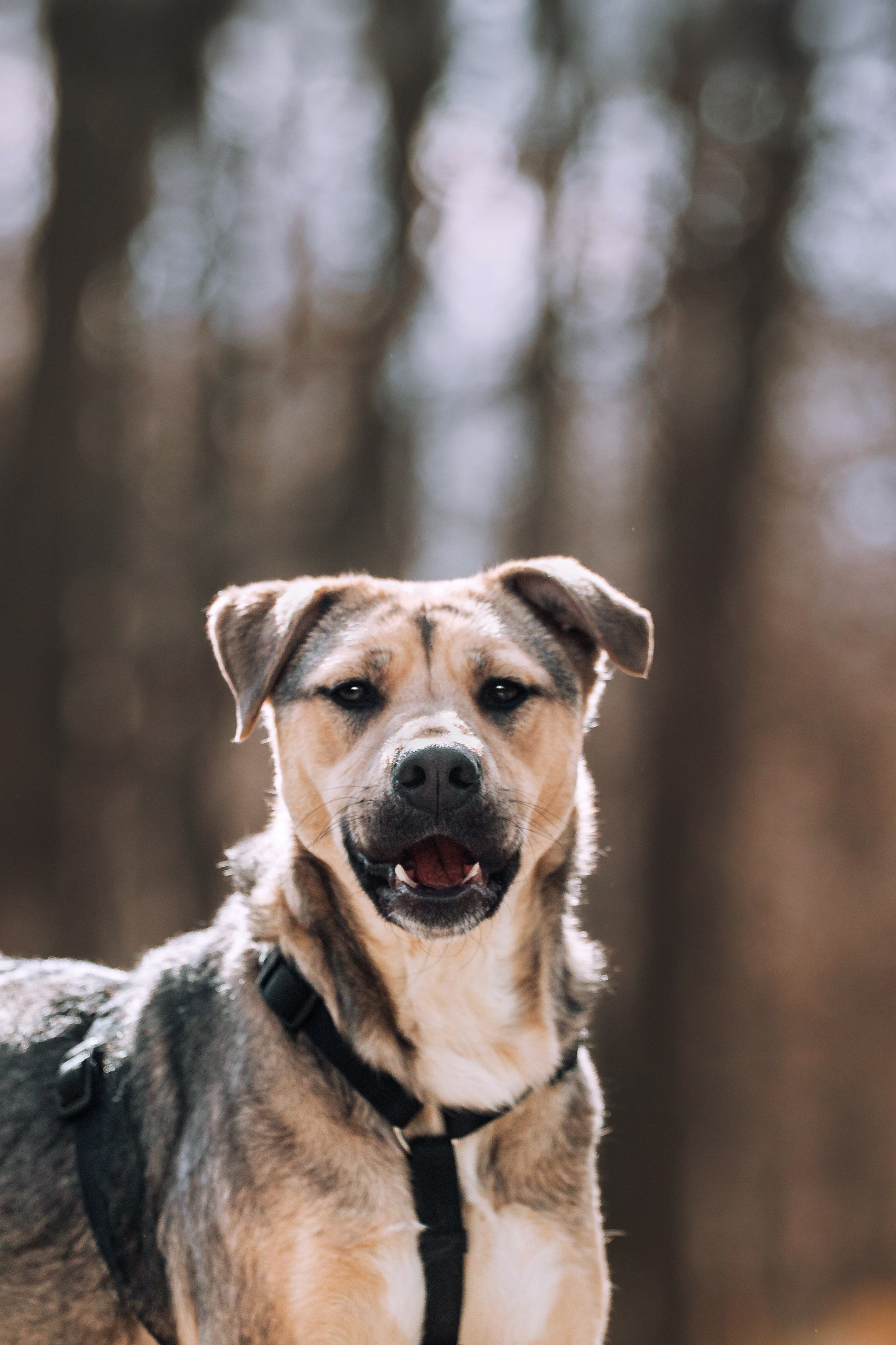 Собаки из приюта Дубовая роща весна 2025. Фотограф-анималист Татьяна Степанова
