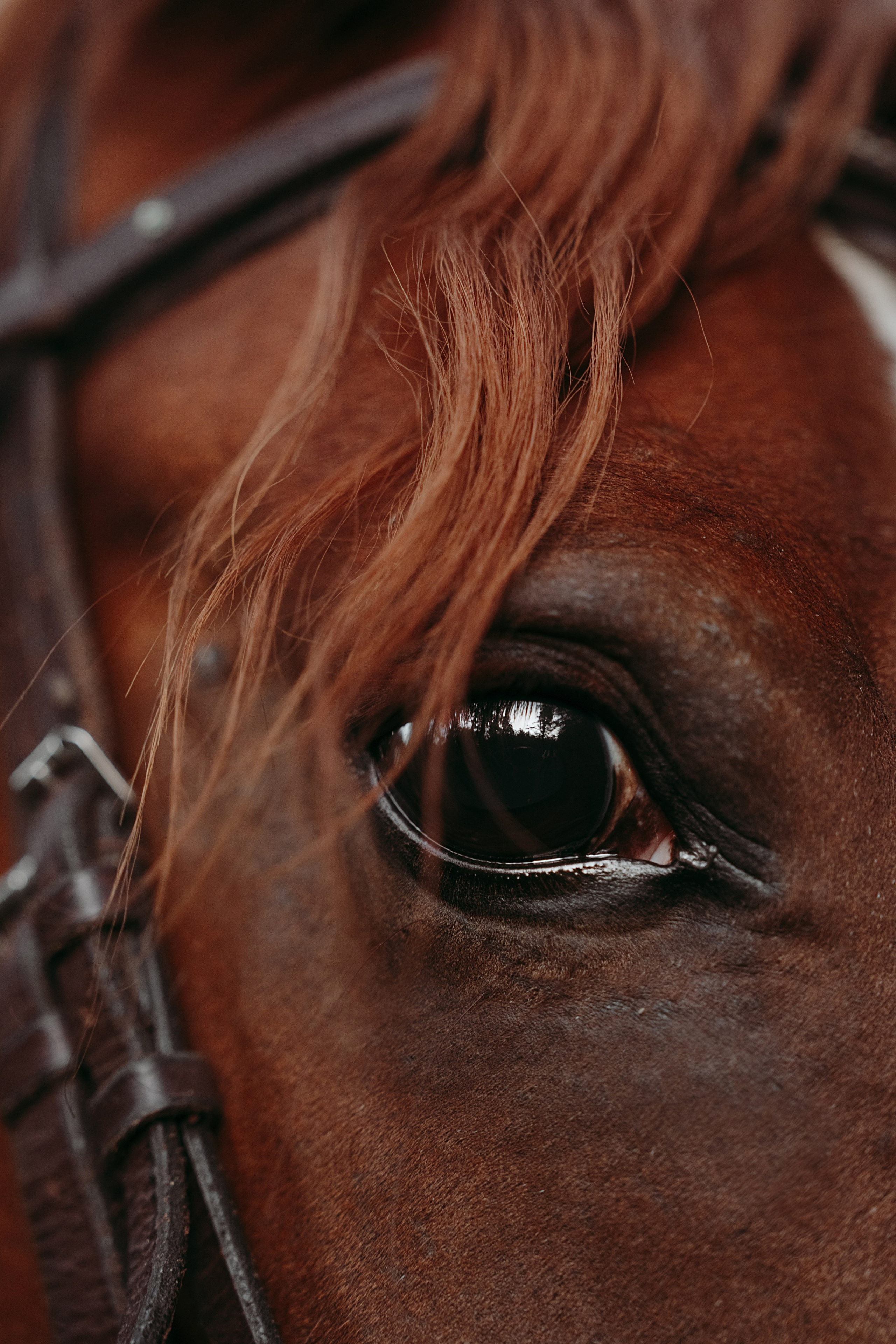 Конные. Главная