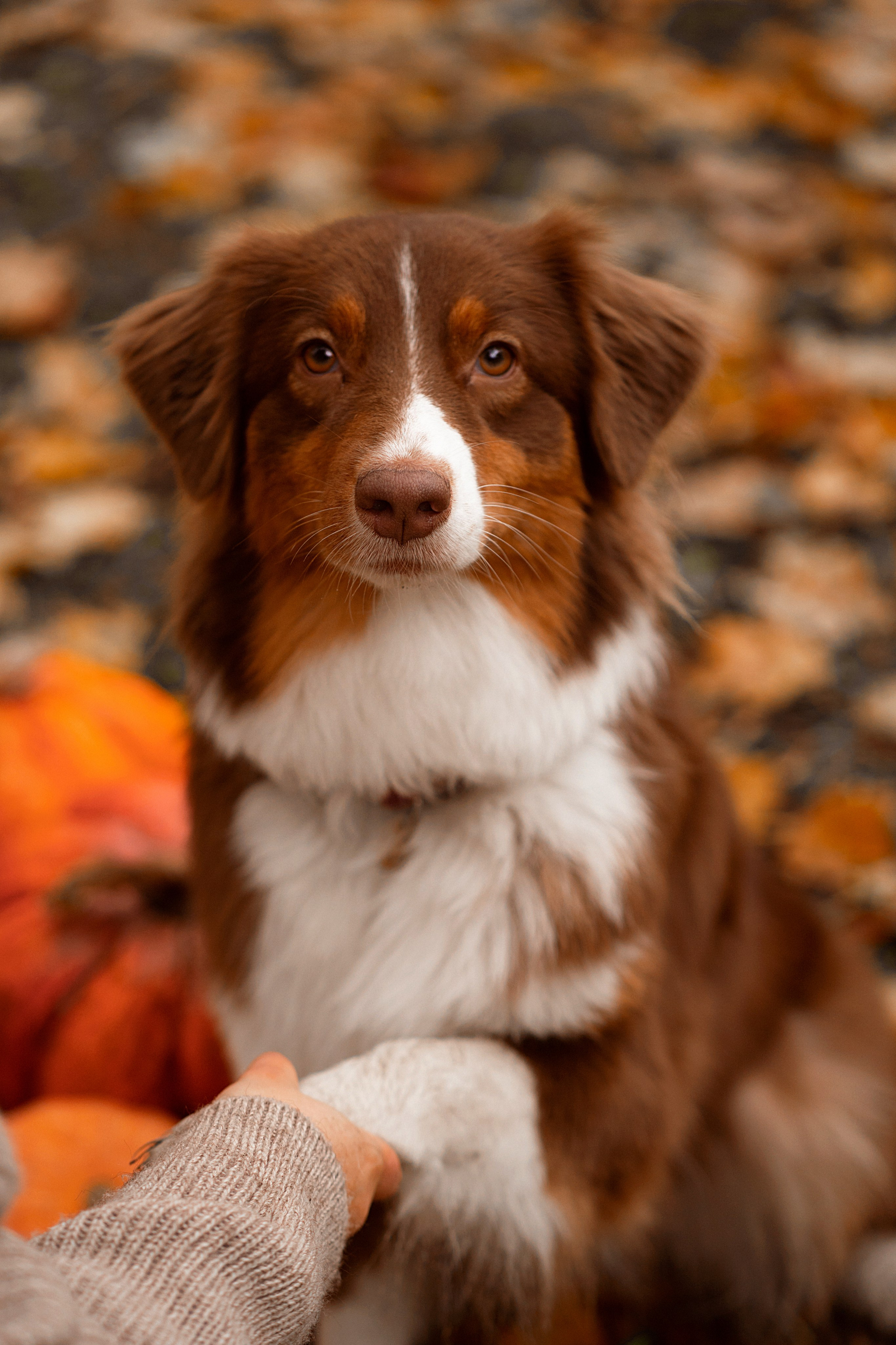 Хвостики. Главная