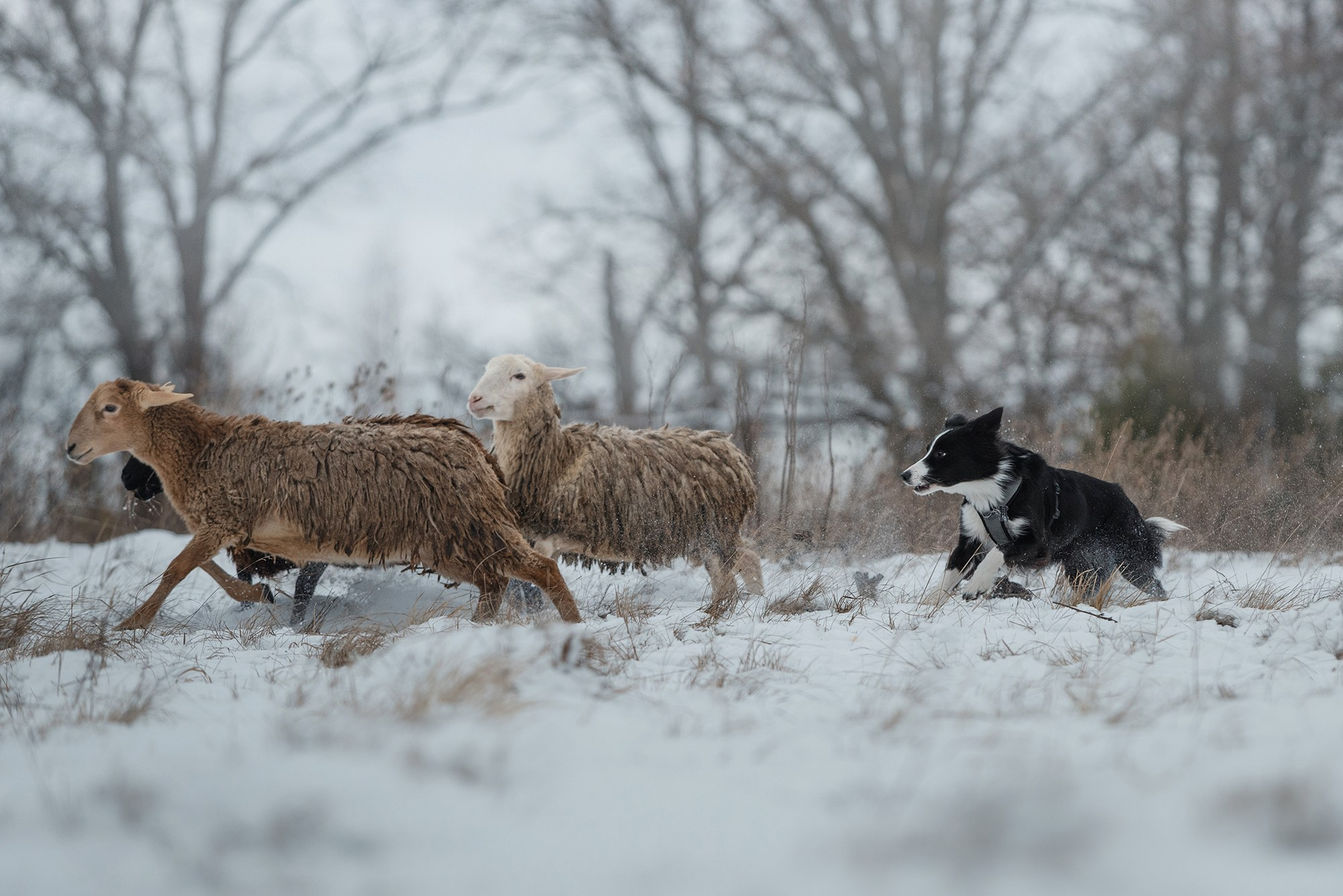 Пастьба. Фотограф Анна Тюрина