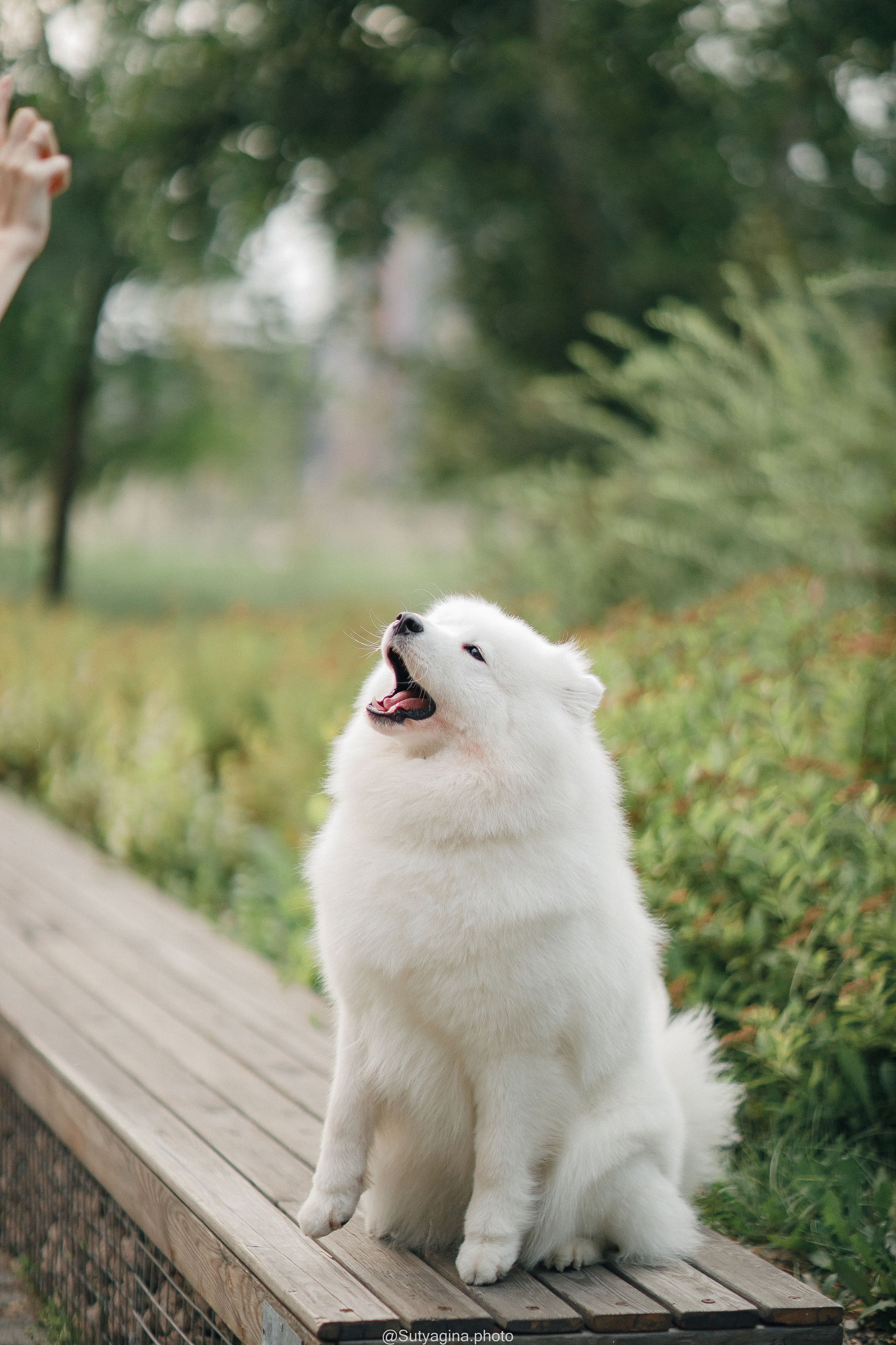 Самоед Рея. Свадебный и женский фотограф