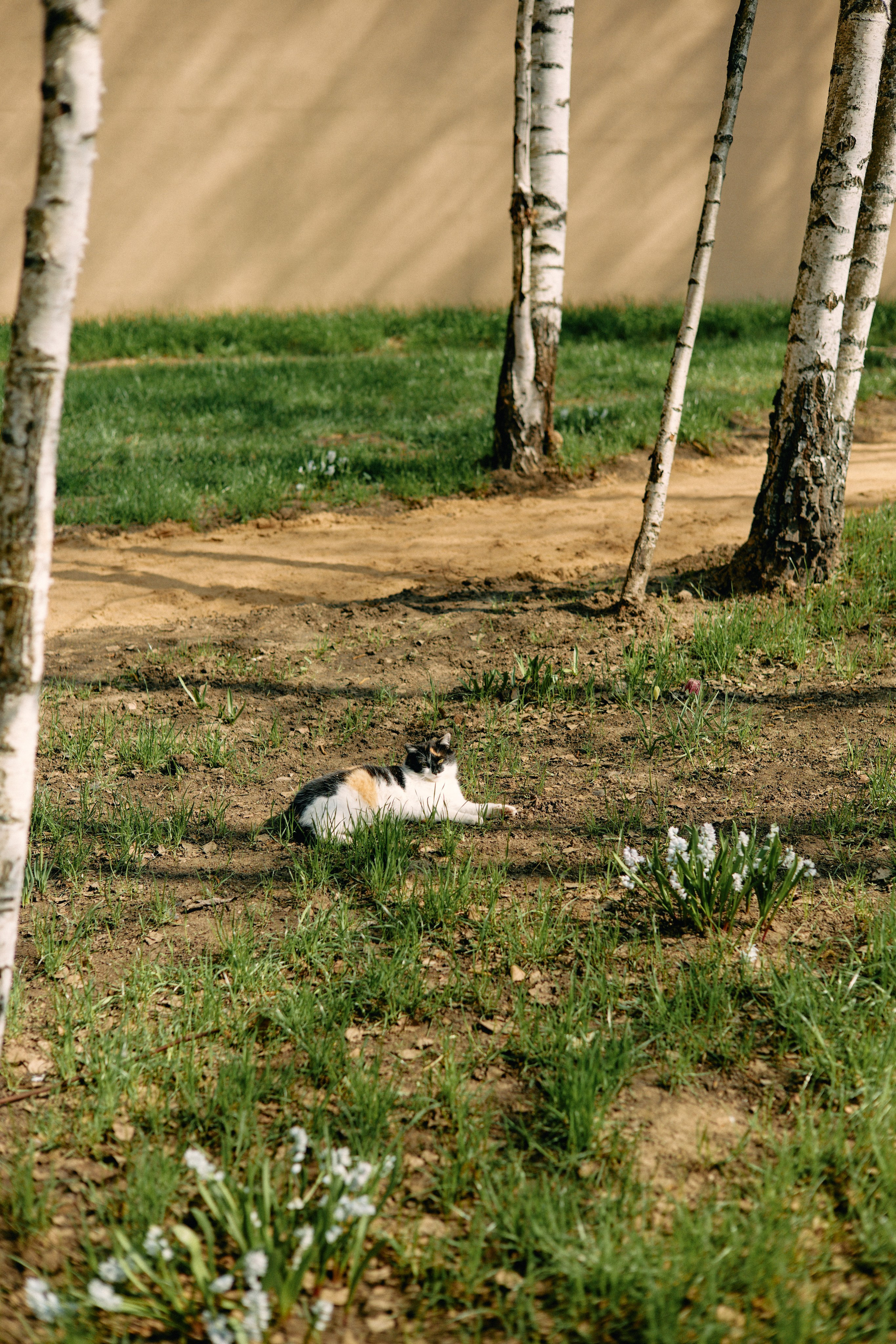 Бутик-отель Поле летом. Профессиональный Фотограф во Владимире, в Москве и в Суздале — Полина Романычева