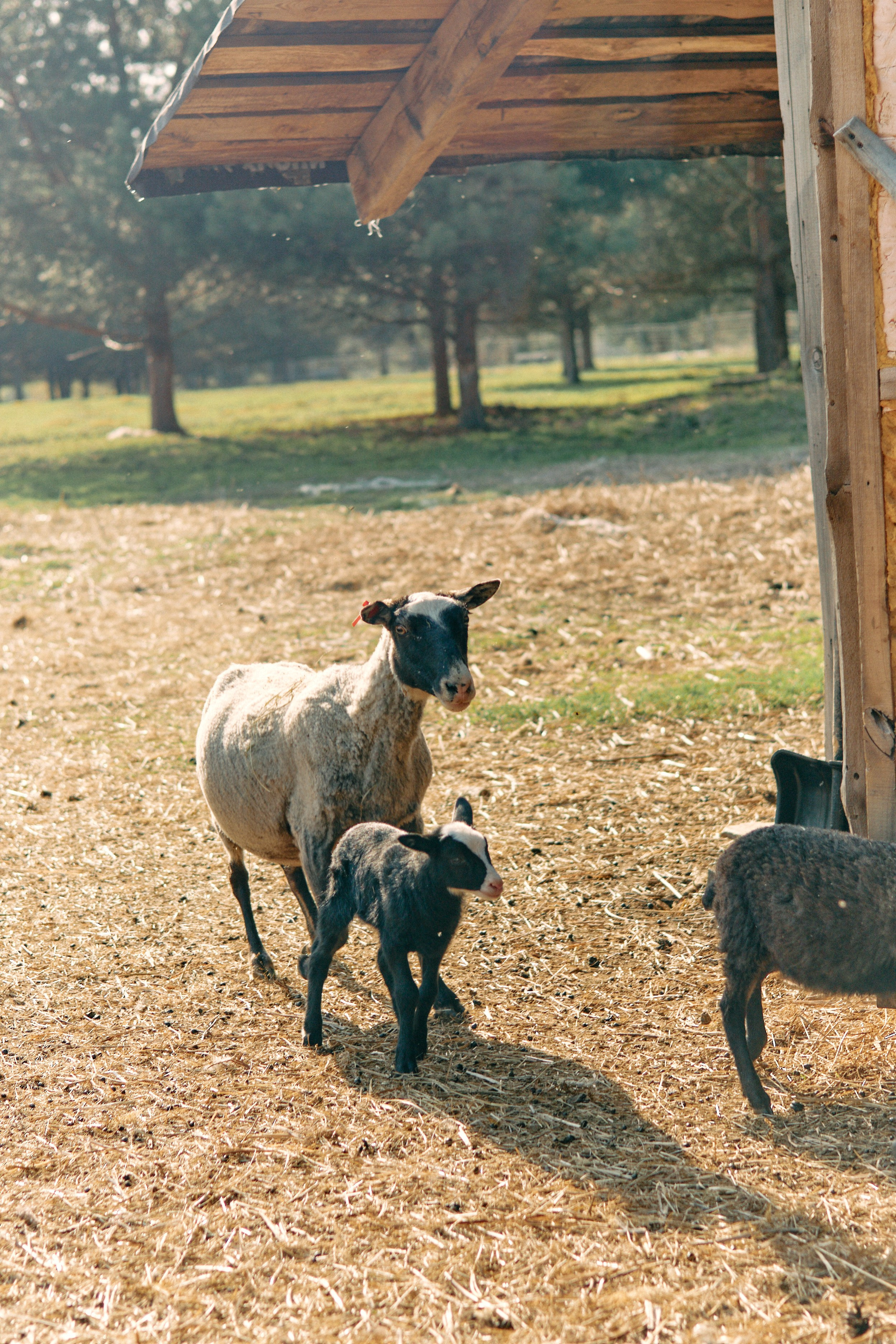 Бутик-отель Поле летом. Профессиональный Фотограф во Владимире, в Москве и в Суздале — Полина Романычева
