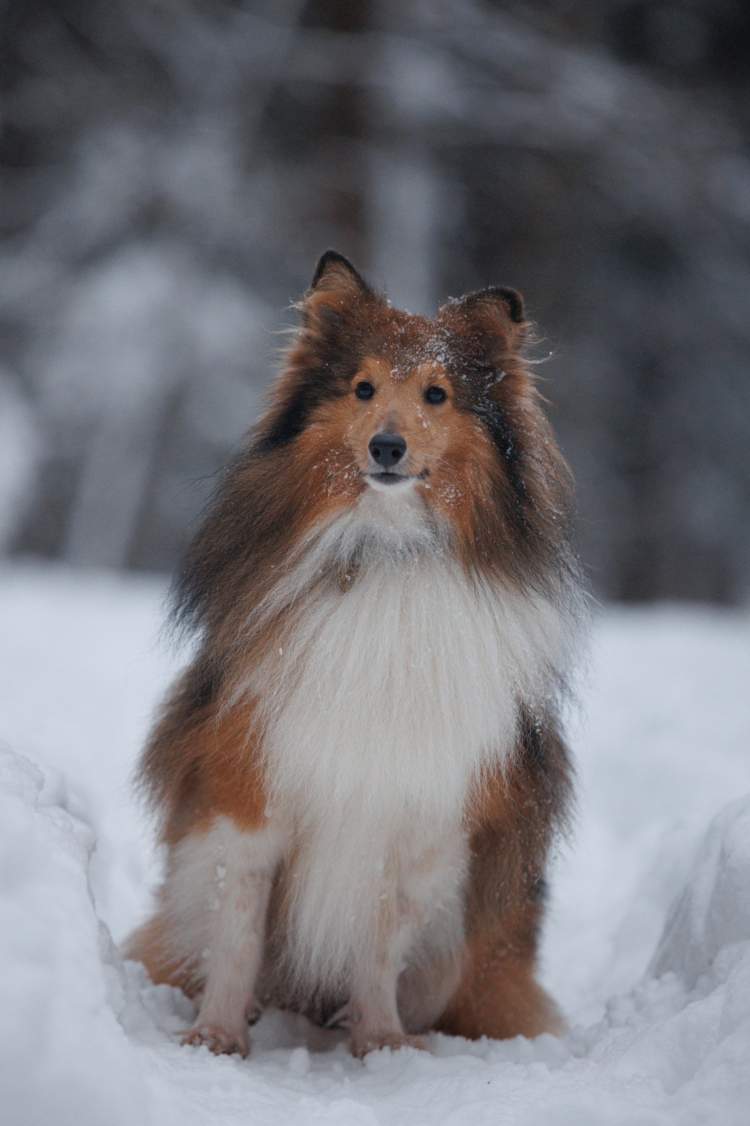 Даша и компания. Фотограф анималист Кристина Карпова, Москва