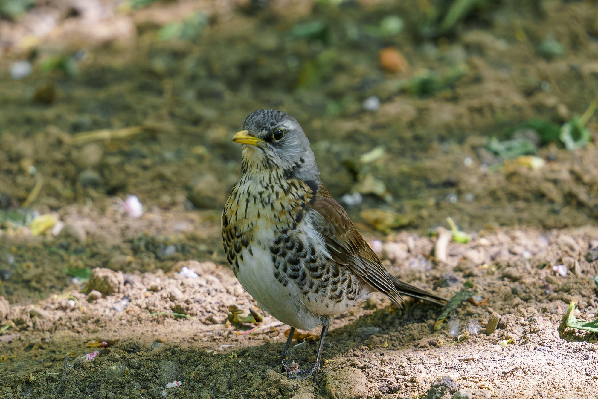 Удивительные мир птиц. Вокруг нас столько прекрасного — присмотритесь!. Ваш личный фотограф Марина Волкова