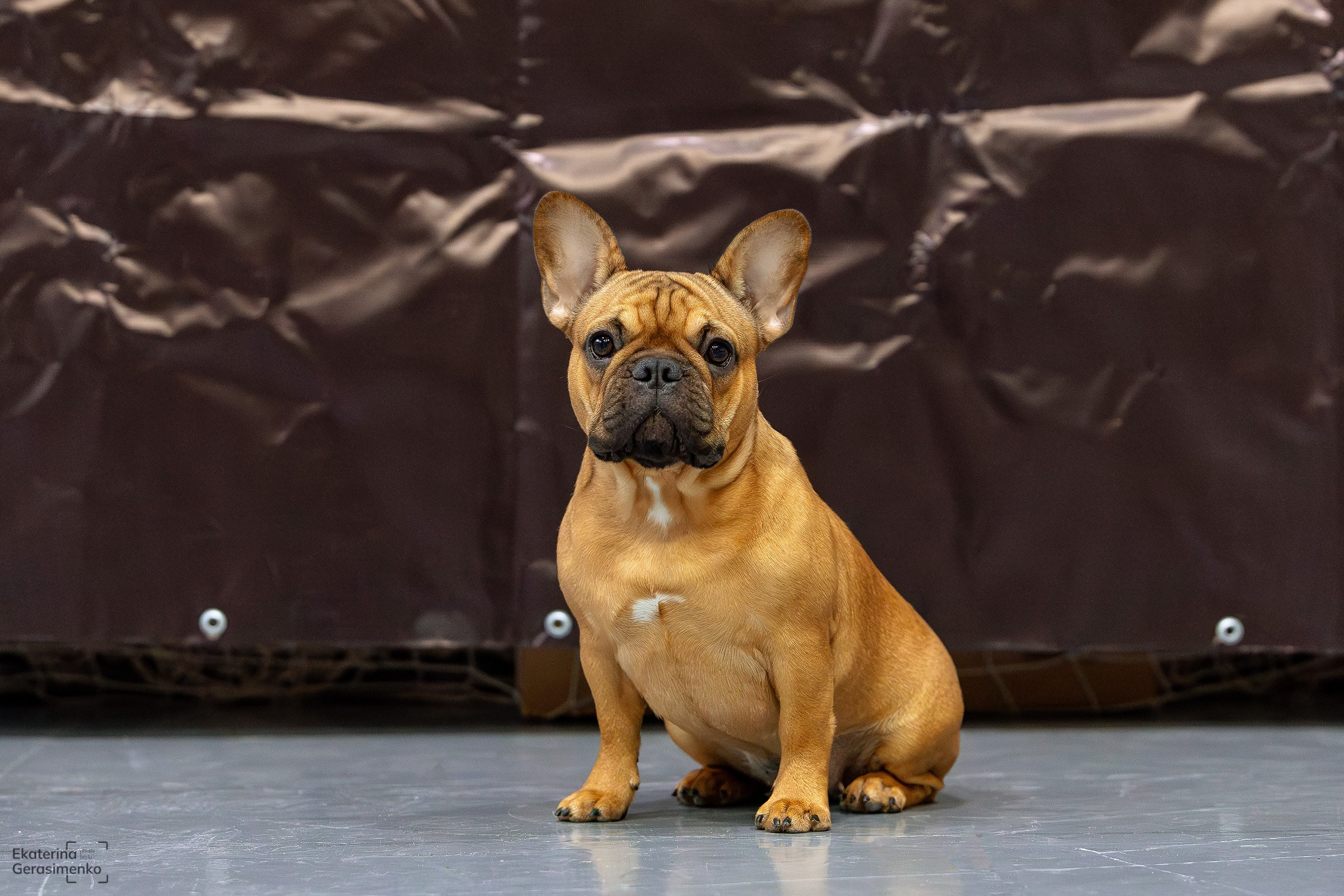 23 ноября 2024, Выставка РКФ, г. Пермь. Htykk_photo