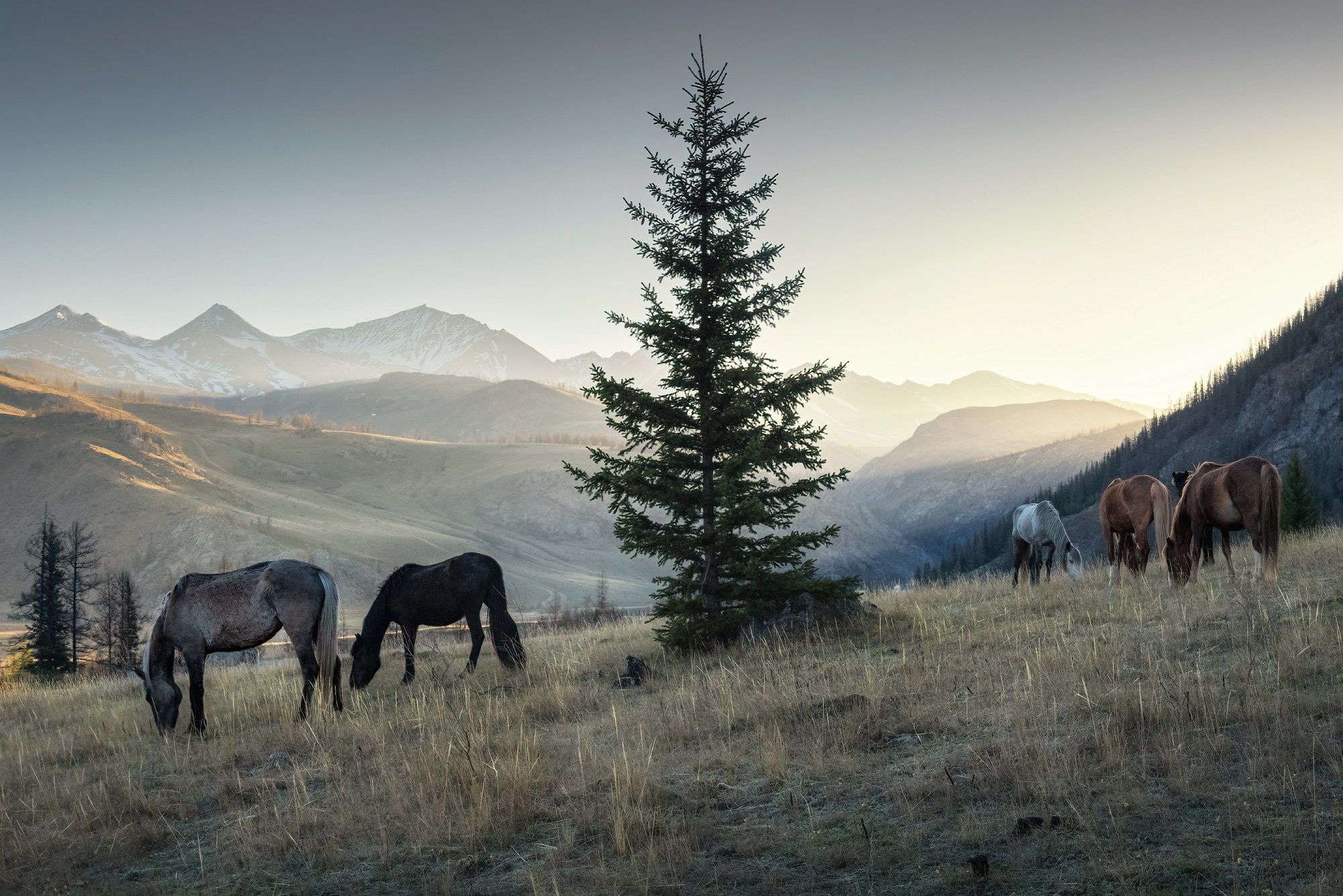 Любуясь Курайским хребтом. Кош-Агачский район, май 2024