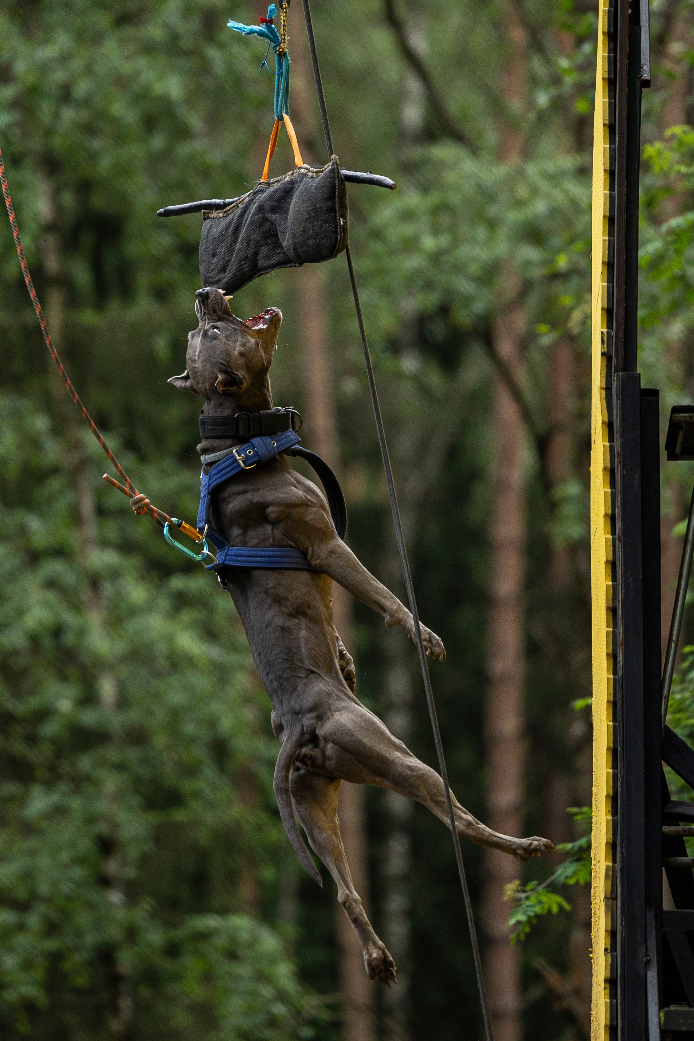 Пит-стафф многоборье. Фотограф-анималист Анна Маринич