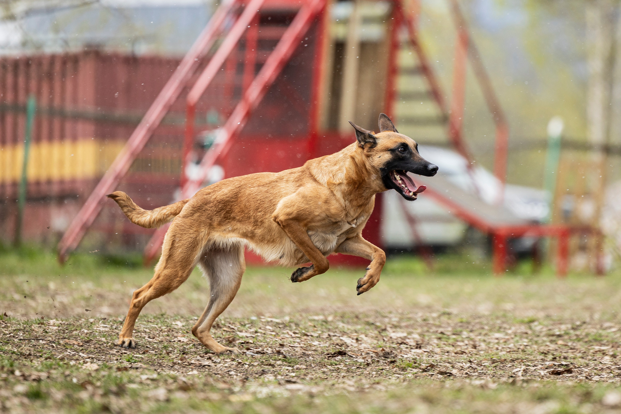 Квалификационные состязания по мондьорингу г. Вологда 11.05.24. Фотограф-анималист Анна Маринич