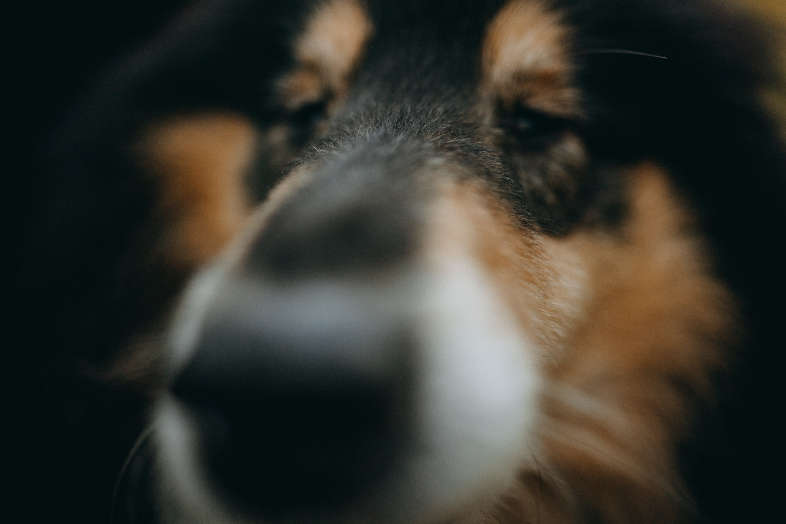 Ия и Барт. Фотограф — Анималист | Санкт-Петербург