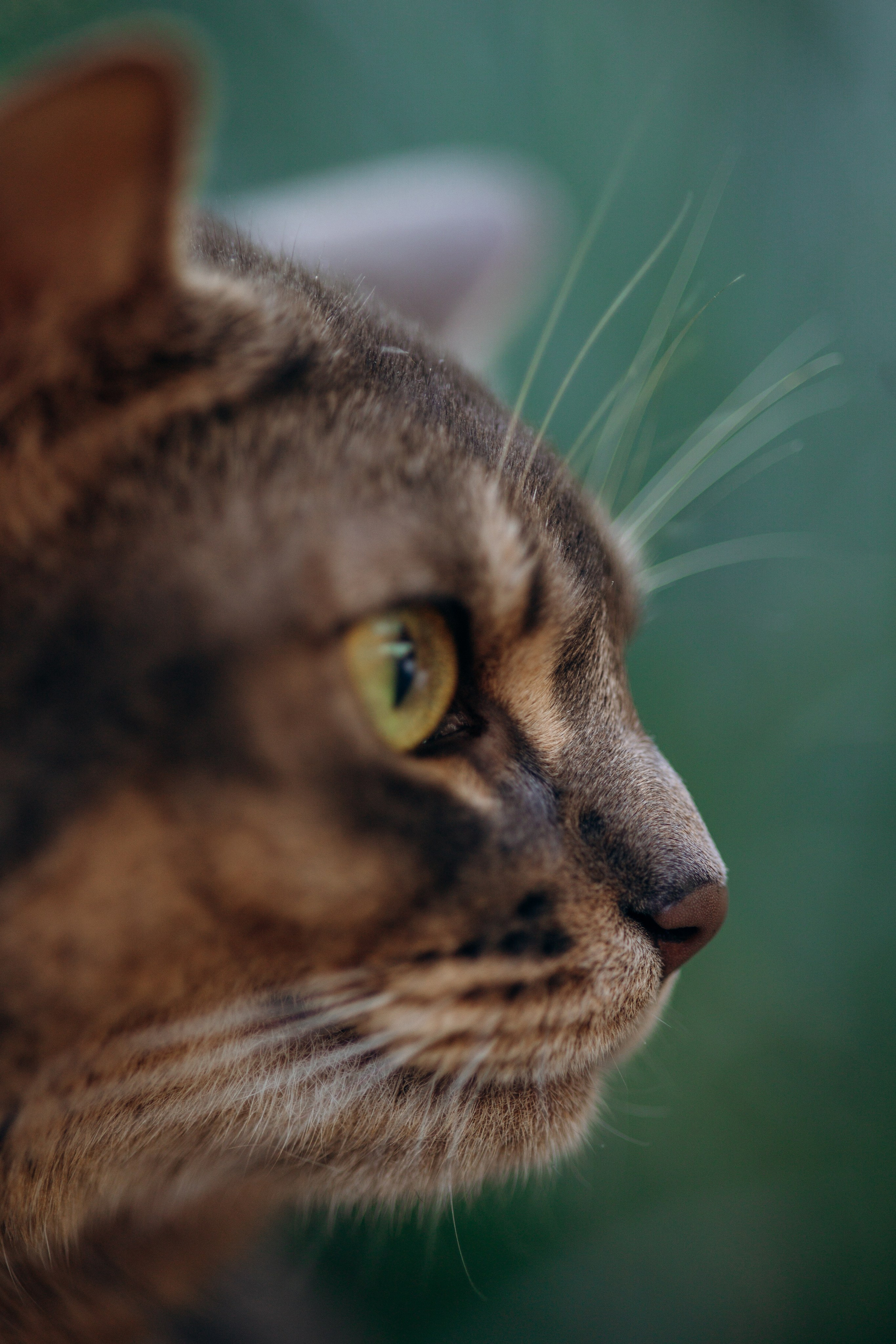 Циско и его семья. Фотограф — Анималист | Санкт-Петербург