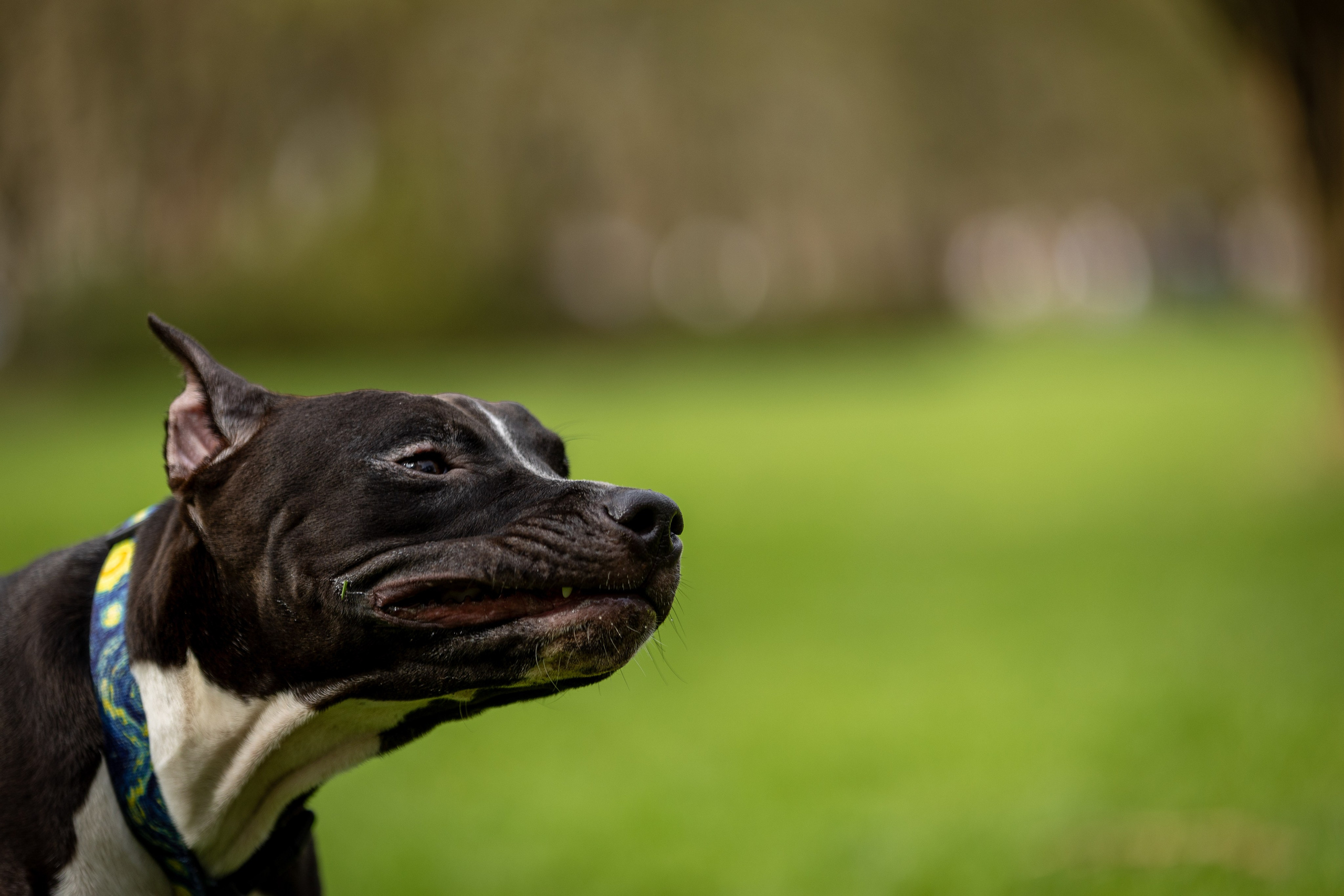 Афина и Мора, Стаффорды. Ирина Голомб|Фотограф-анималист в  Сочи и Калининграде