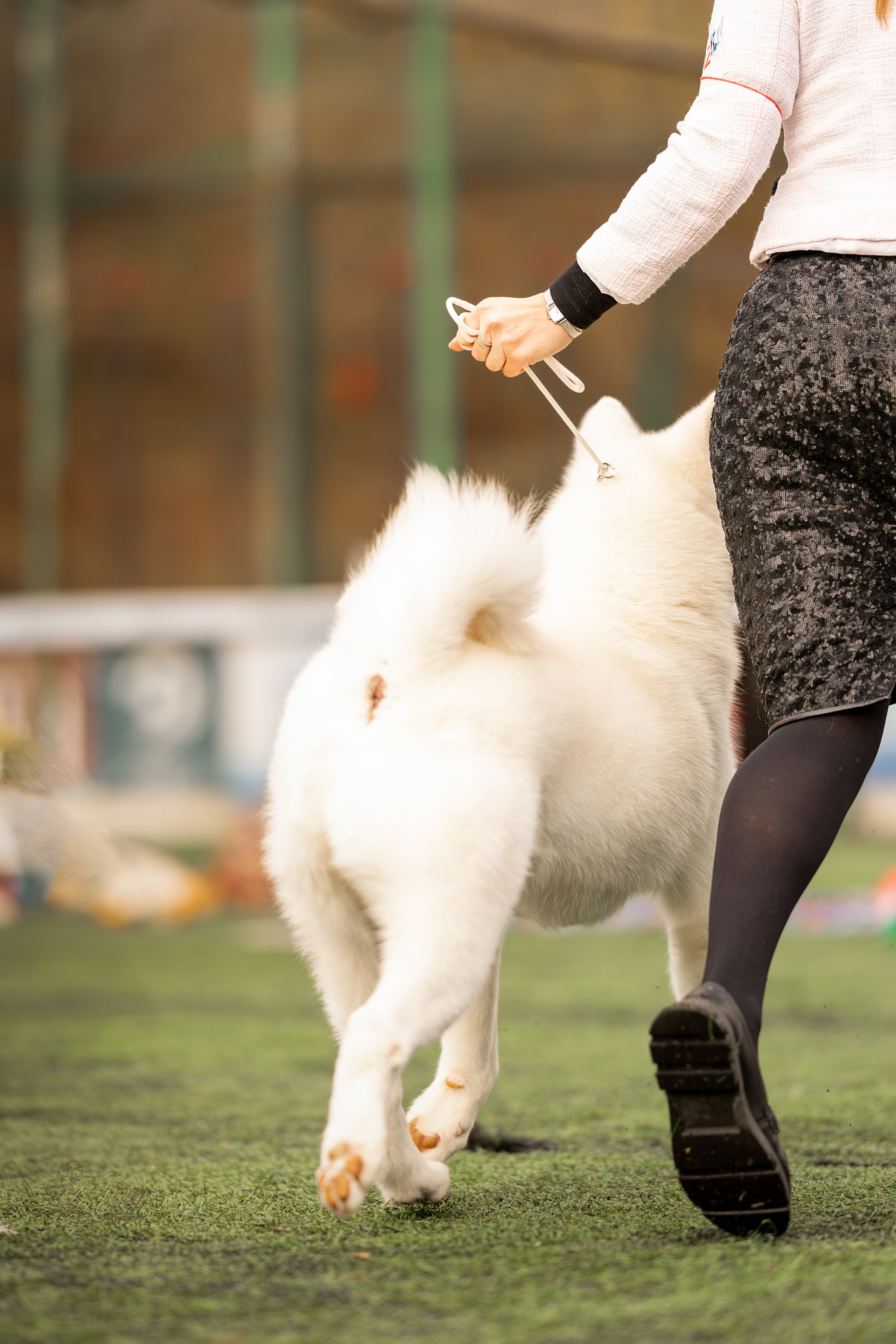 Выставка 17.12.23. Ирина Голомб|Фотограф-анималист в  Сочи и Калининграде
