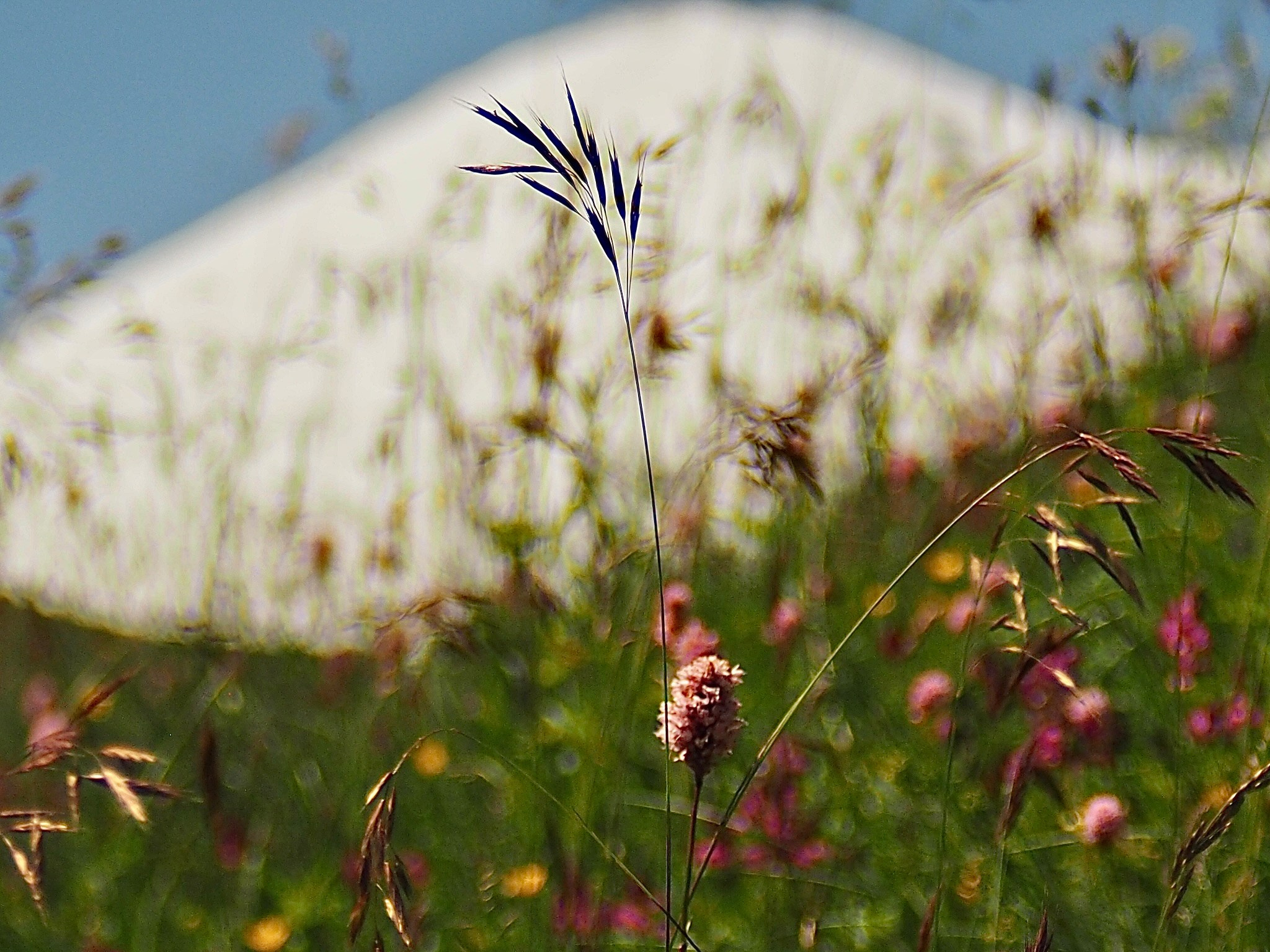 Флора и фауна. Смотри, красота!